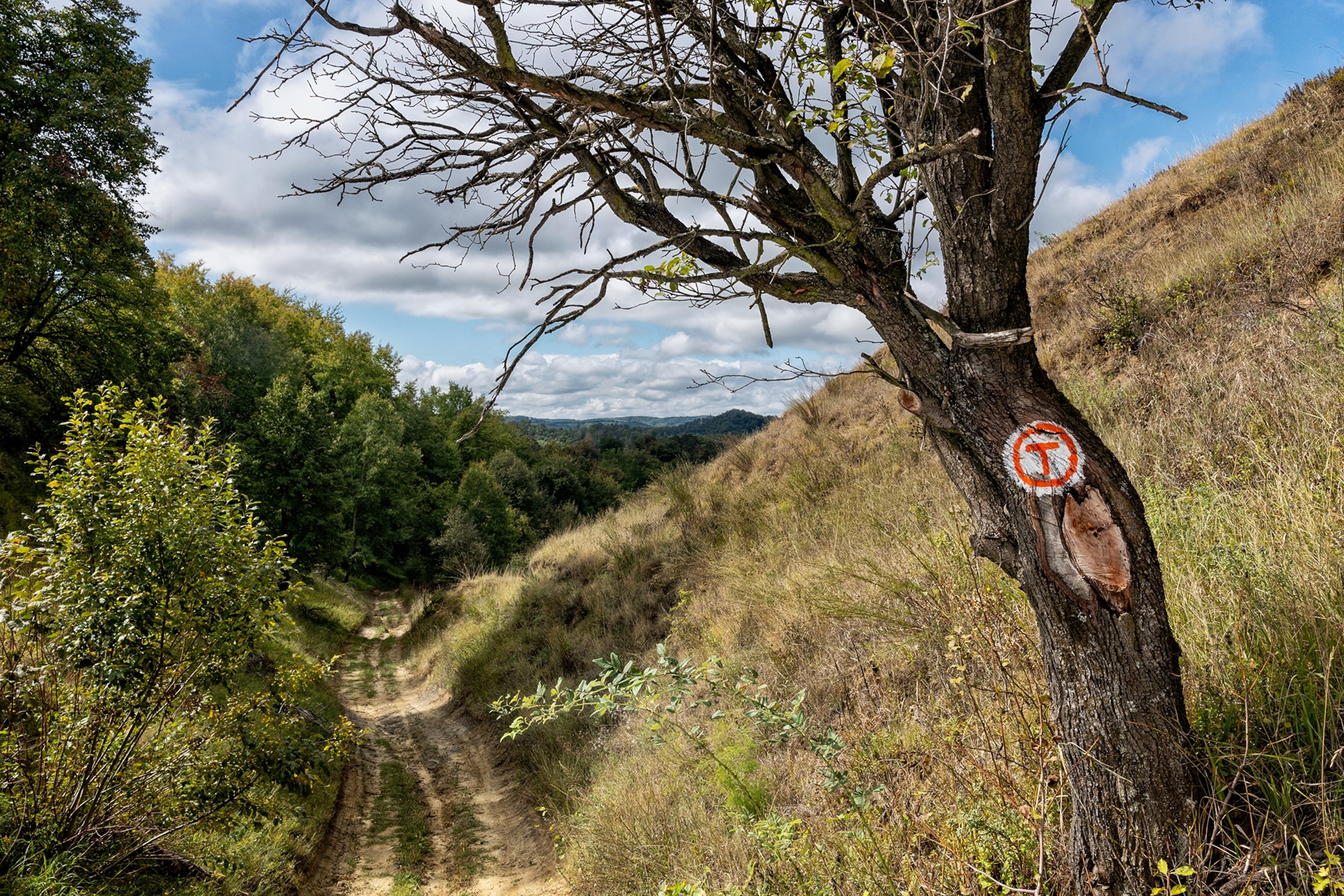 The Via Transilvanica between the villages of Richiș and Nemsa.