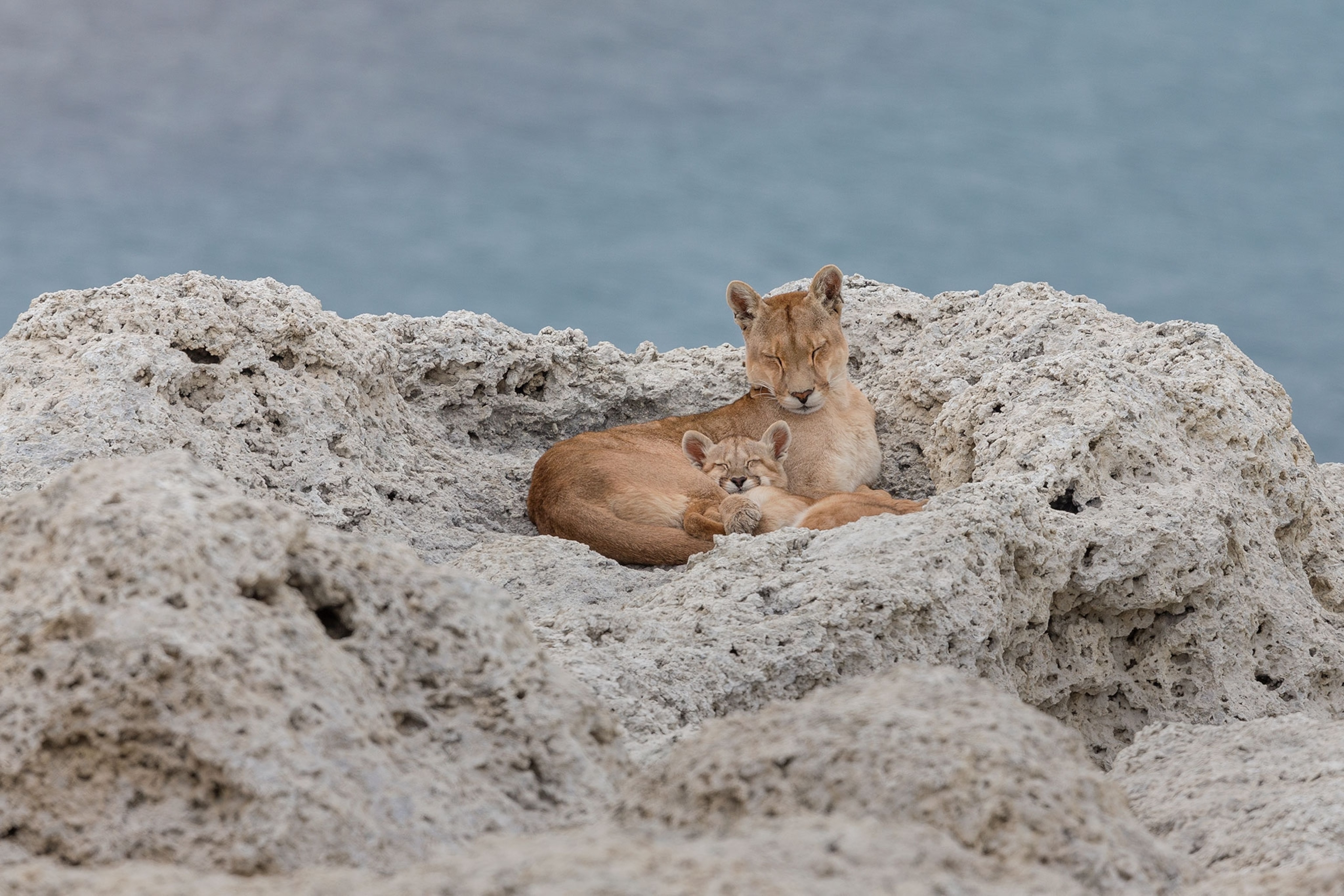 puma and cub sleeping