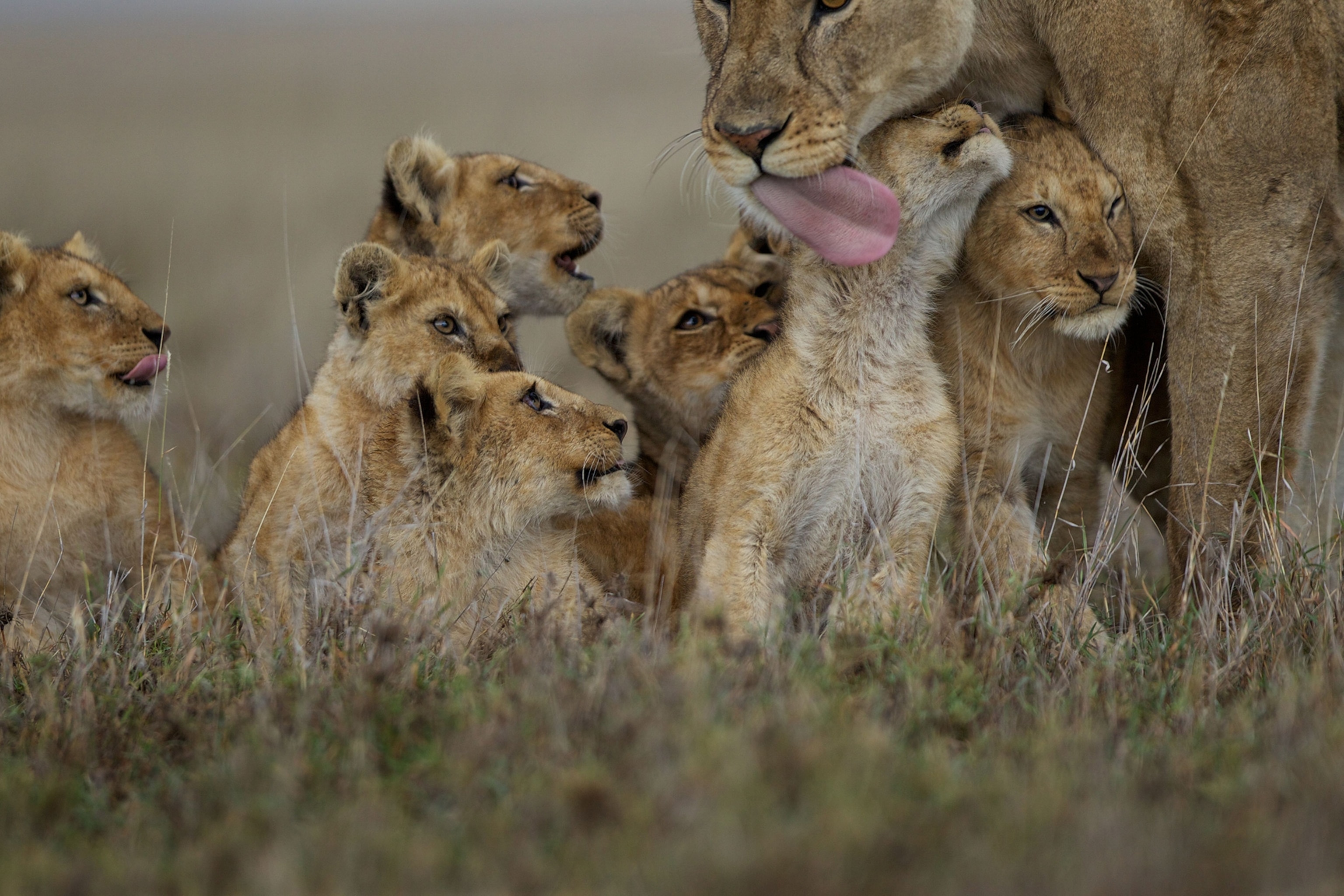 an adult female lion licking one of her cubs