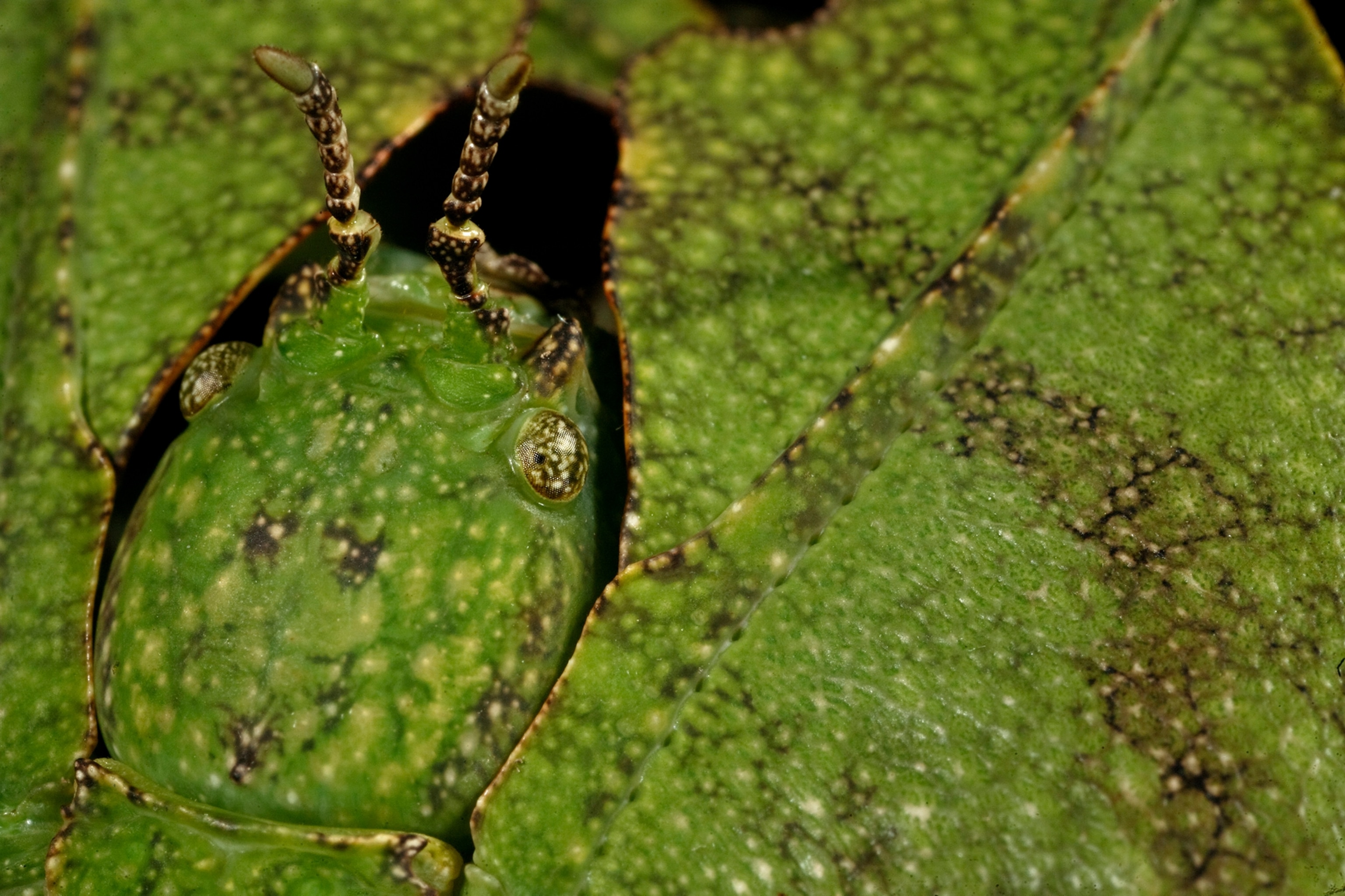 Arrowhead dead leaf mimic mantis portraits in leaf litter