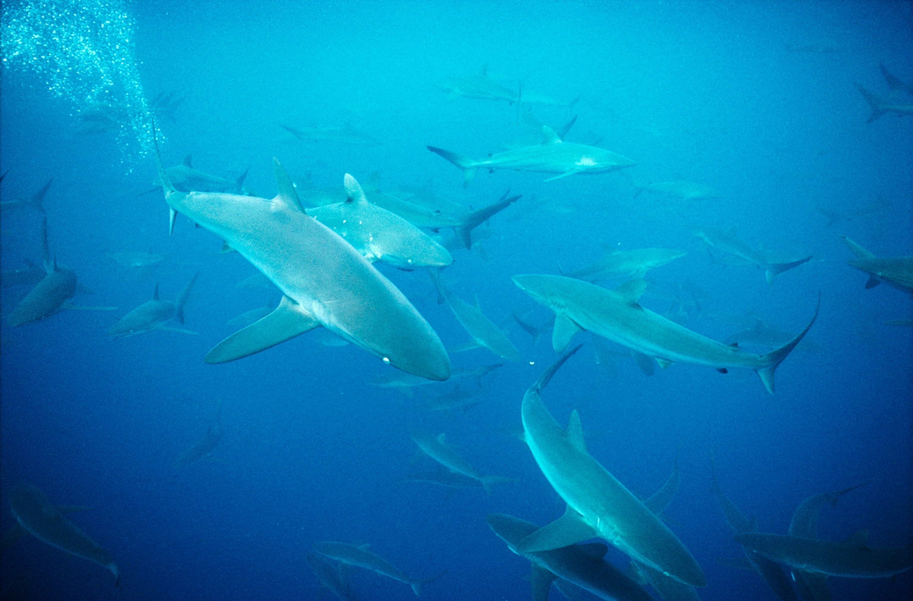 Bronze Whaler Shark