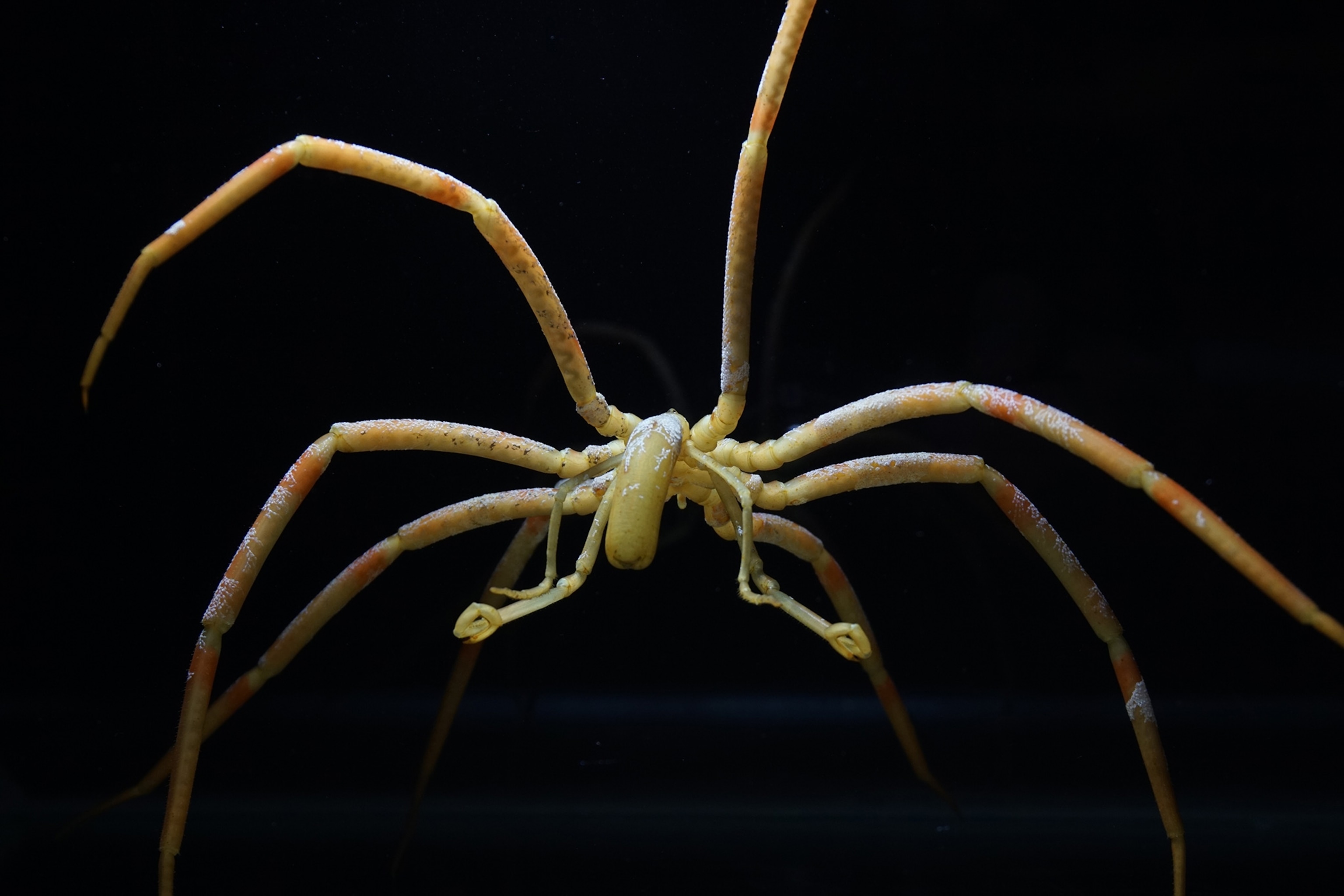 sea spider