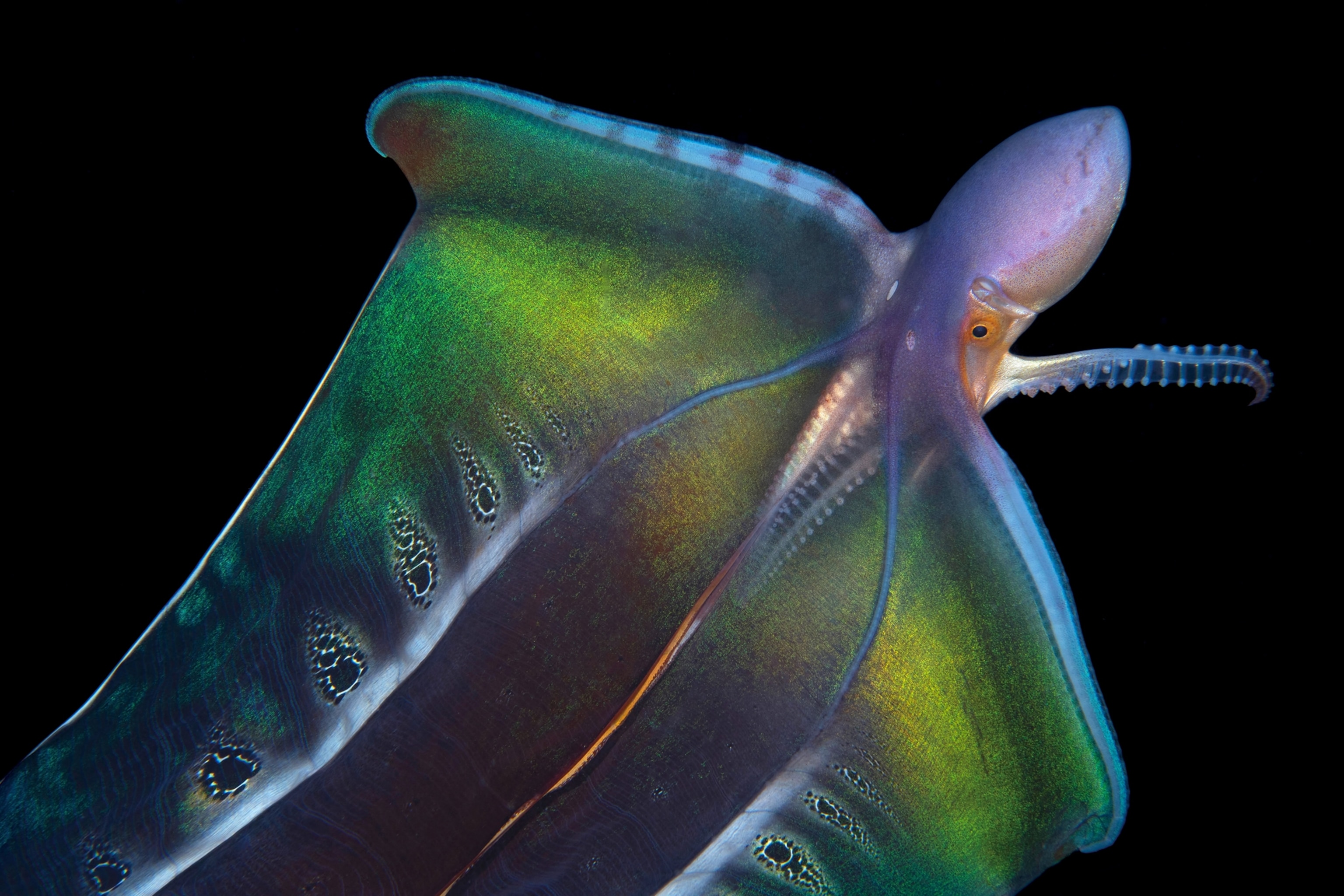 Almost rainbow colored octopus.
