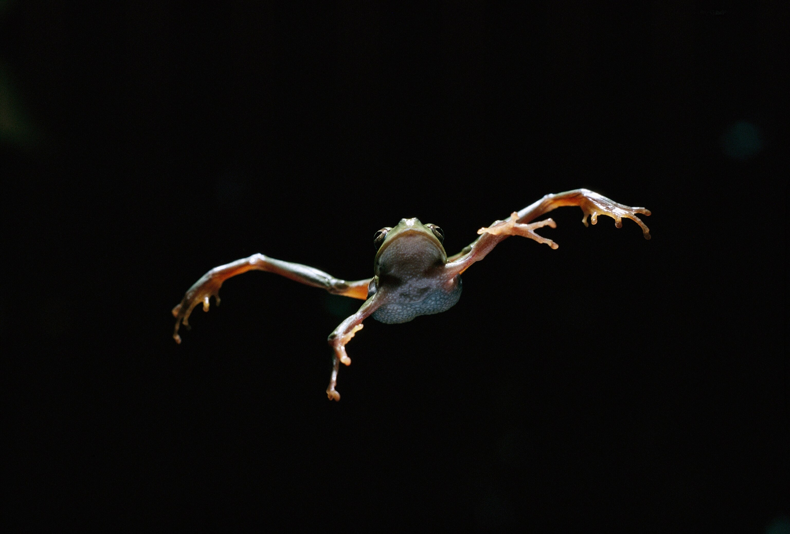 a European tree frog