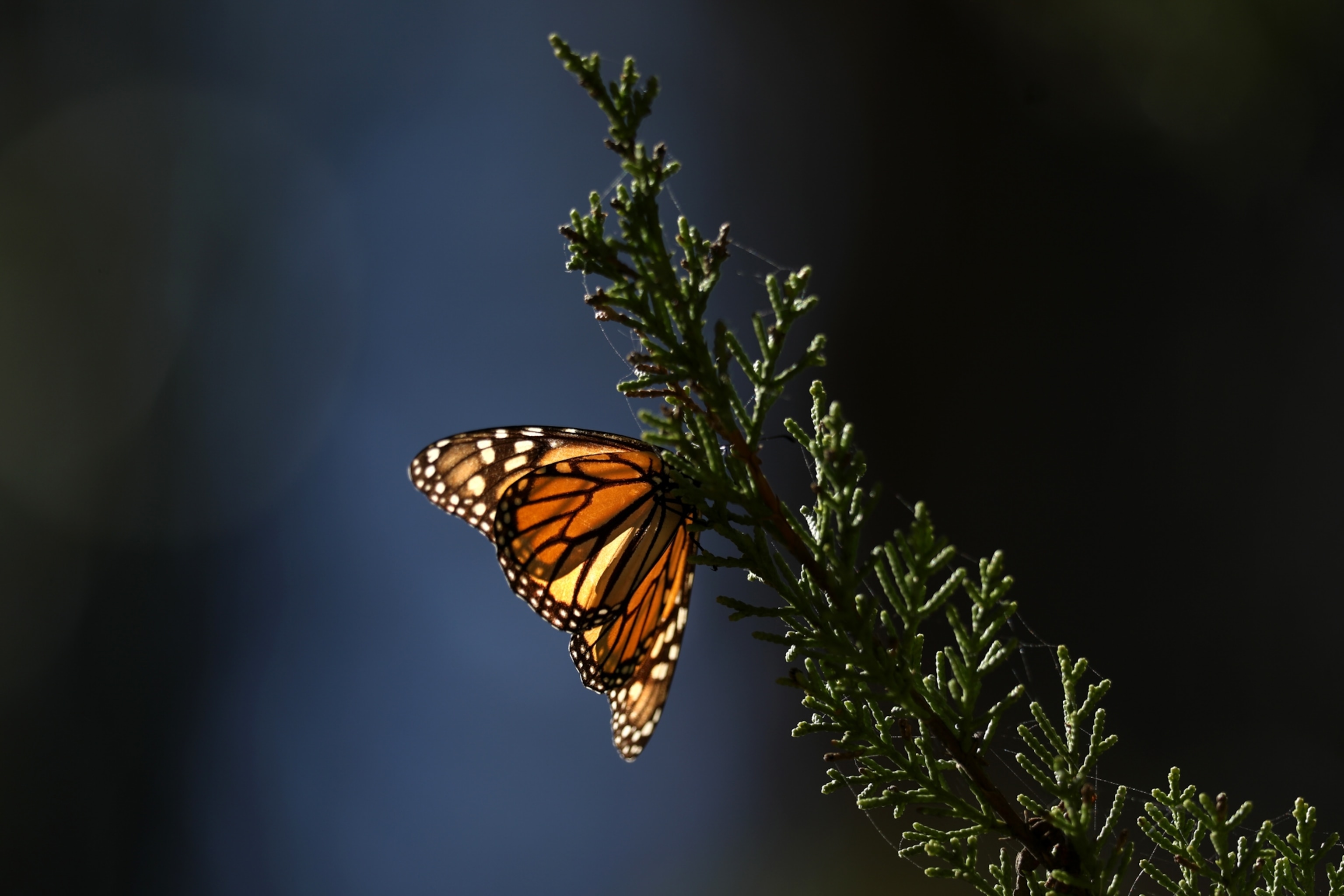 Picture of a monarch butterfly, the sun shining through its colorful patterned wings.