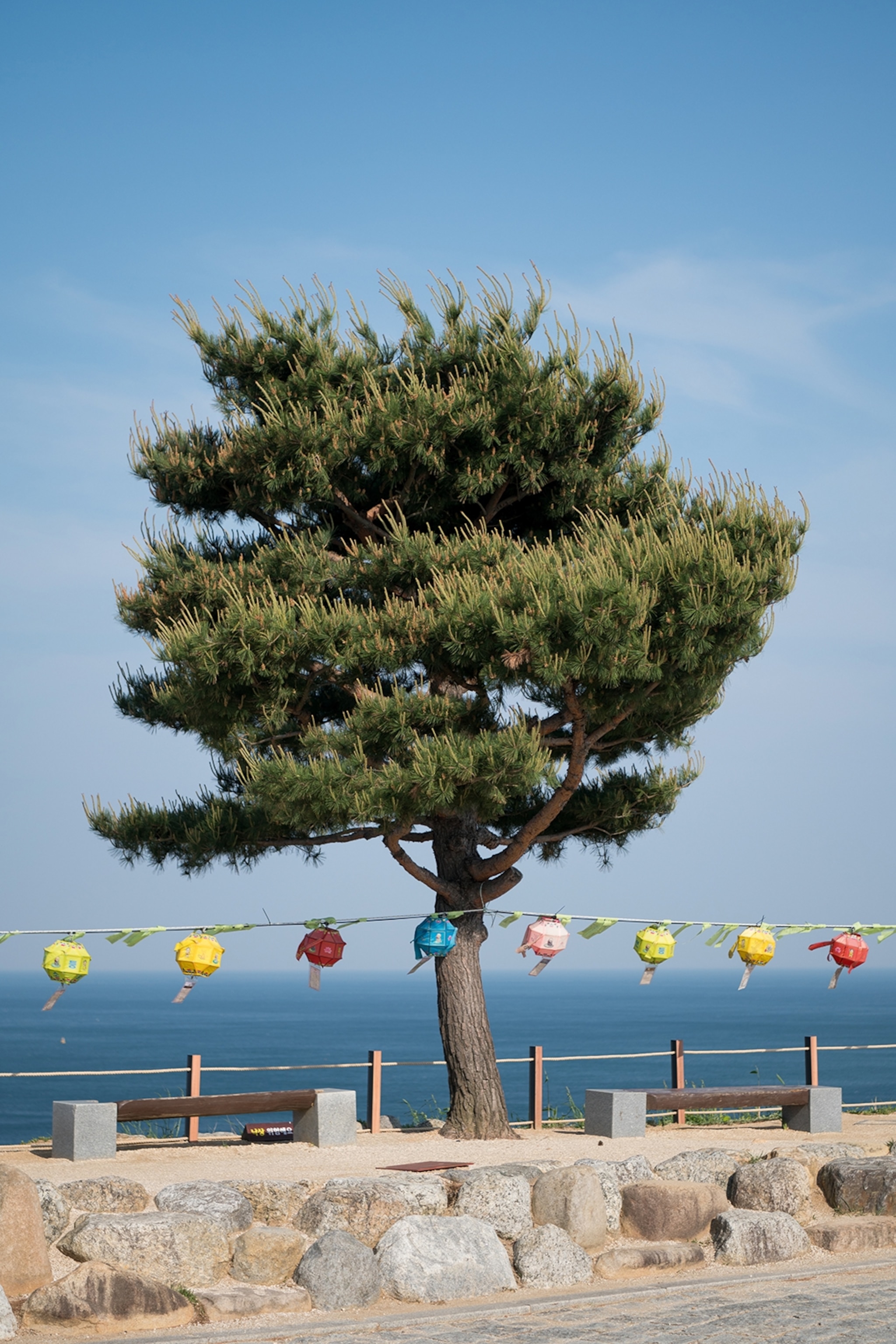 Pine tree standing against a blue sky