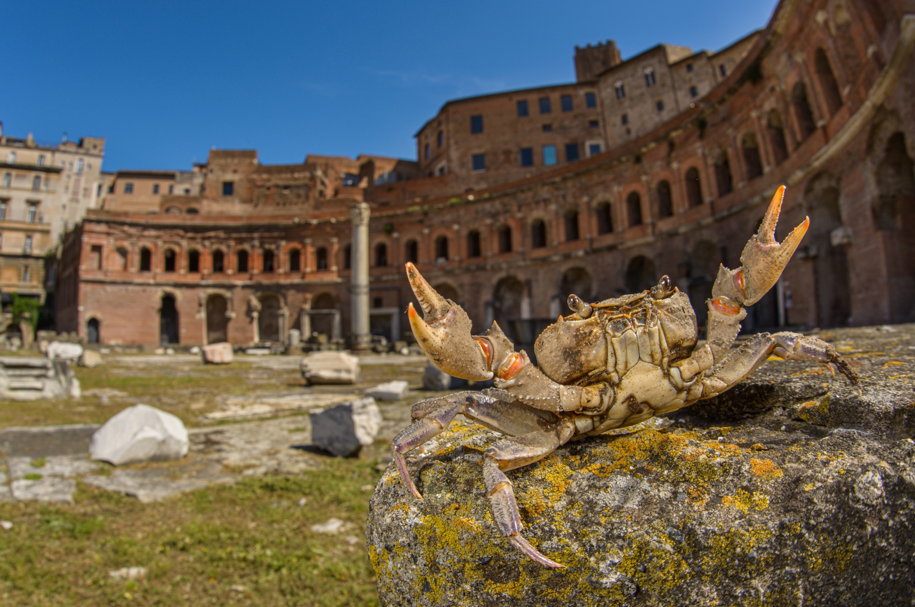 A crabs claws are raised in the air with old structures in the background.