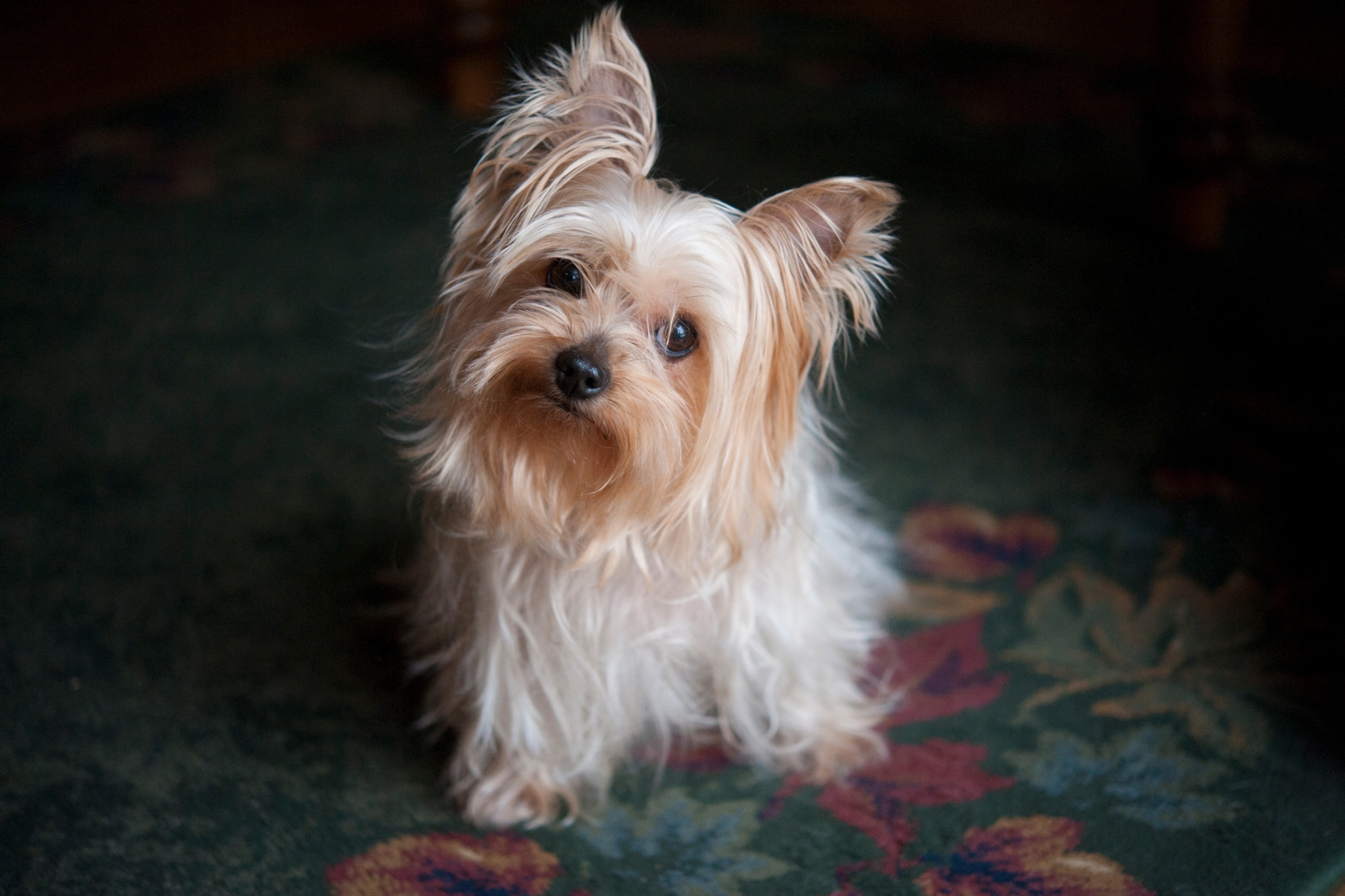 a yorkshire terrier