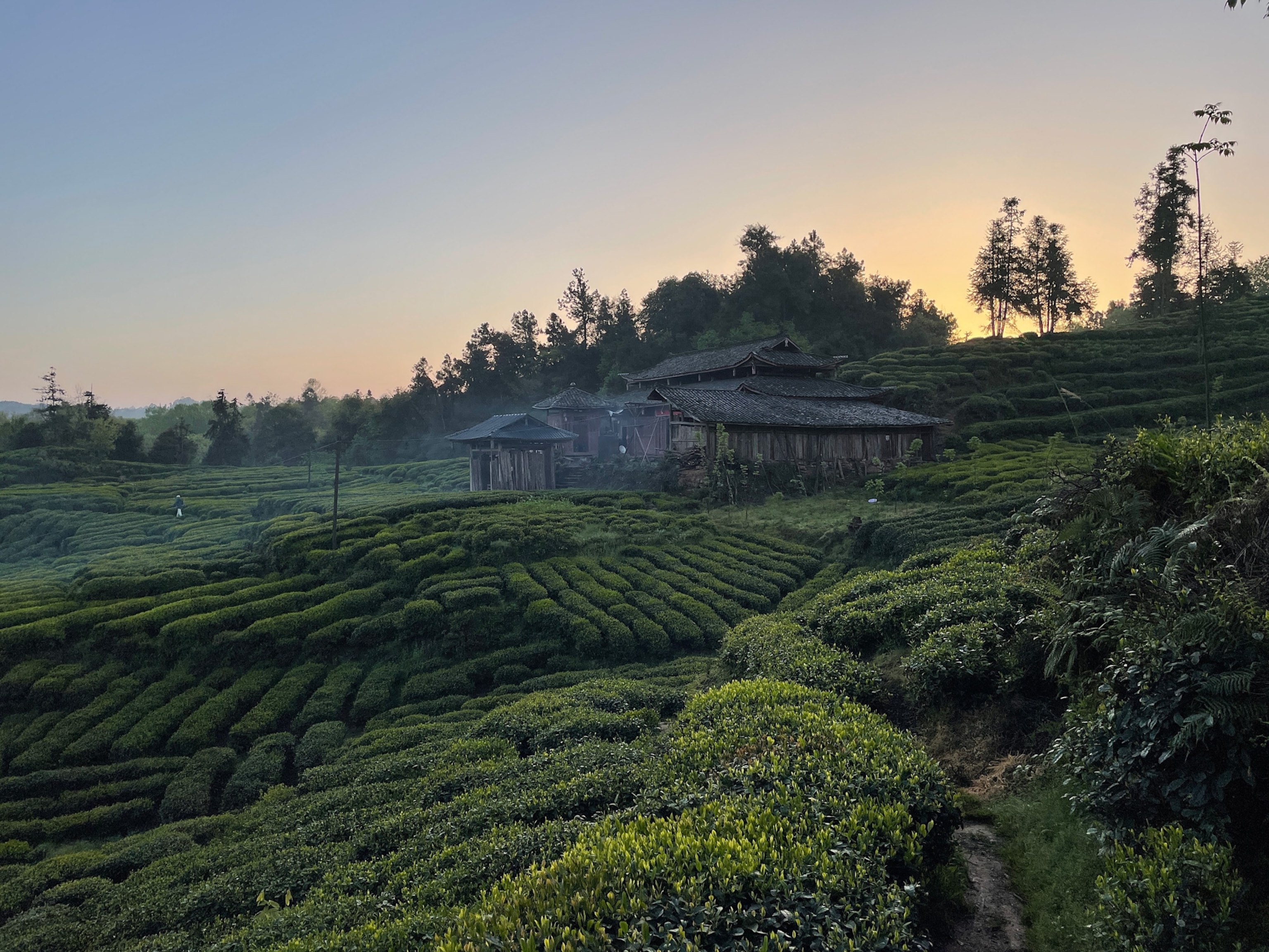 Photo of temple surrounded by tea plantation at dawn or dusk.