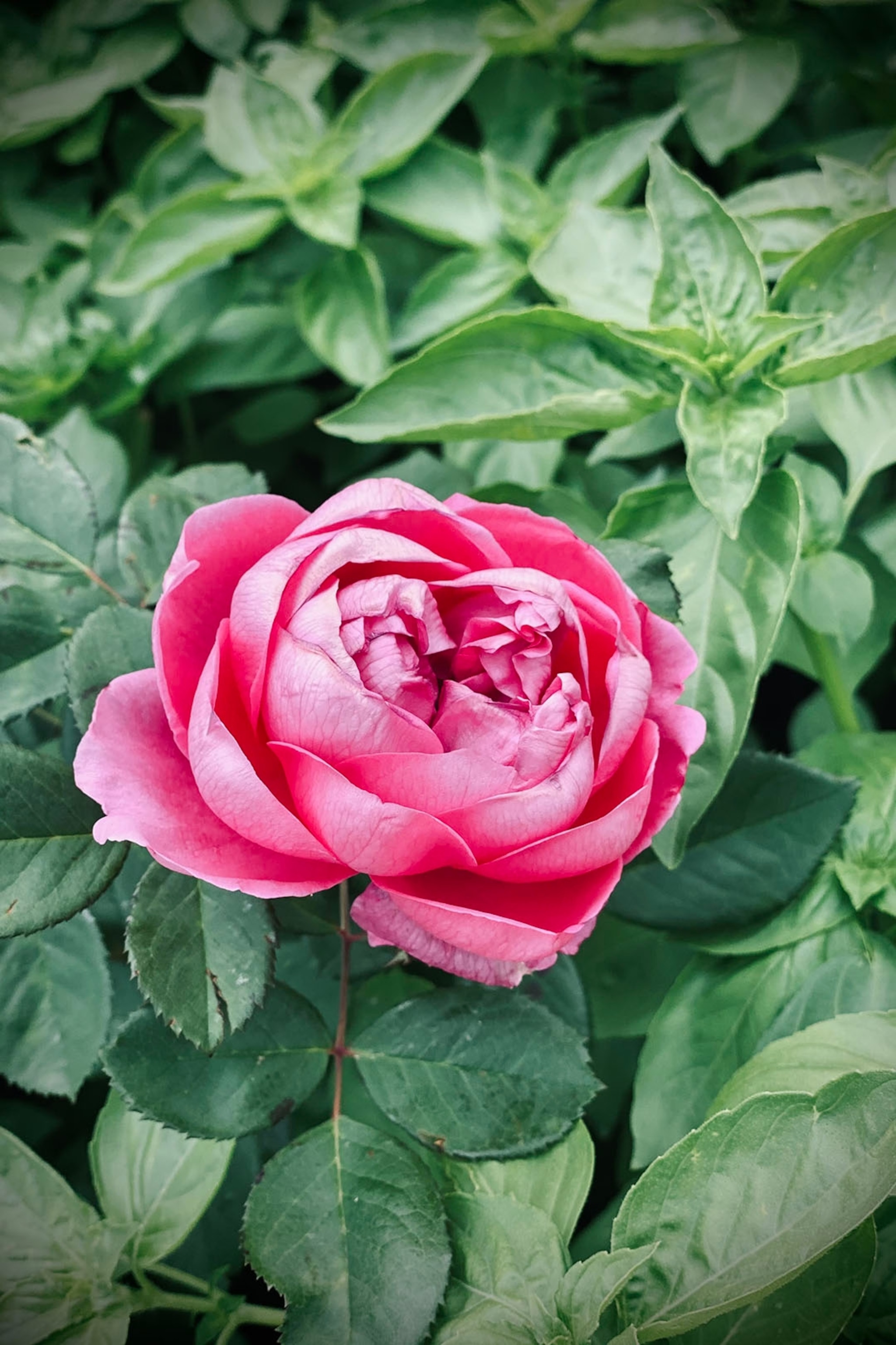 A single pink Damask Rose