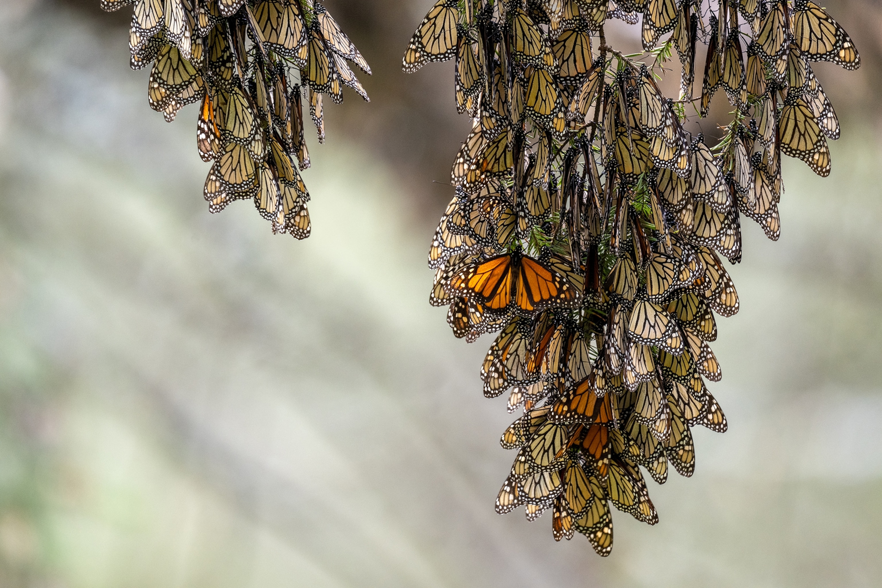 Oyamel fir branches covered in Monarch Butterflies.