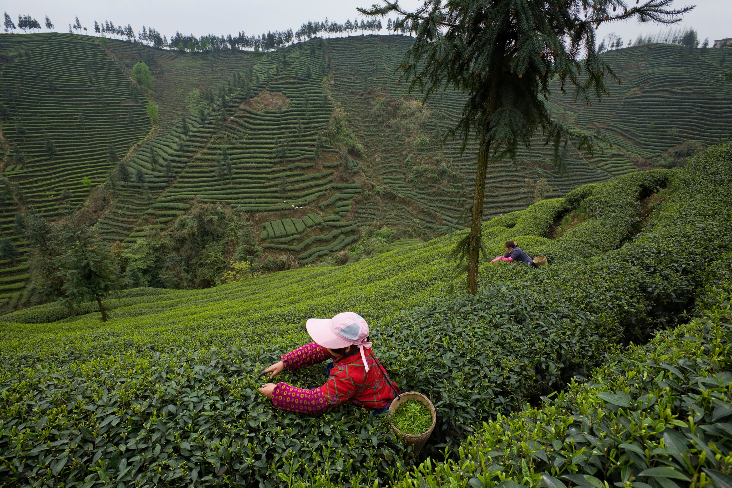 Mingshan Ecological Tea Garden