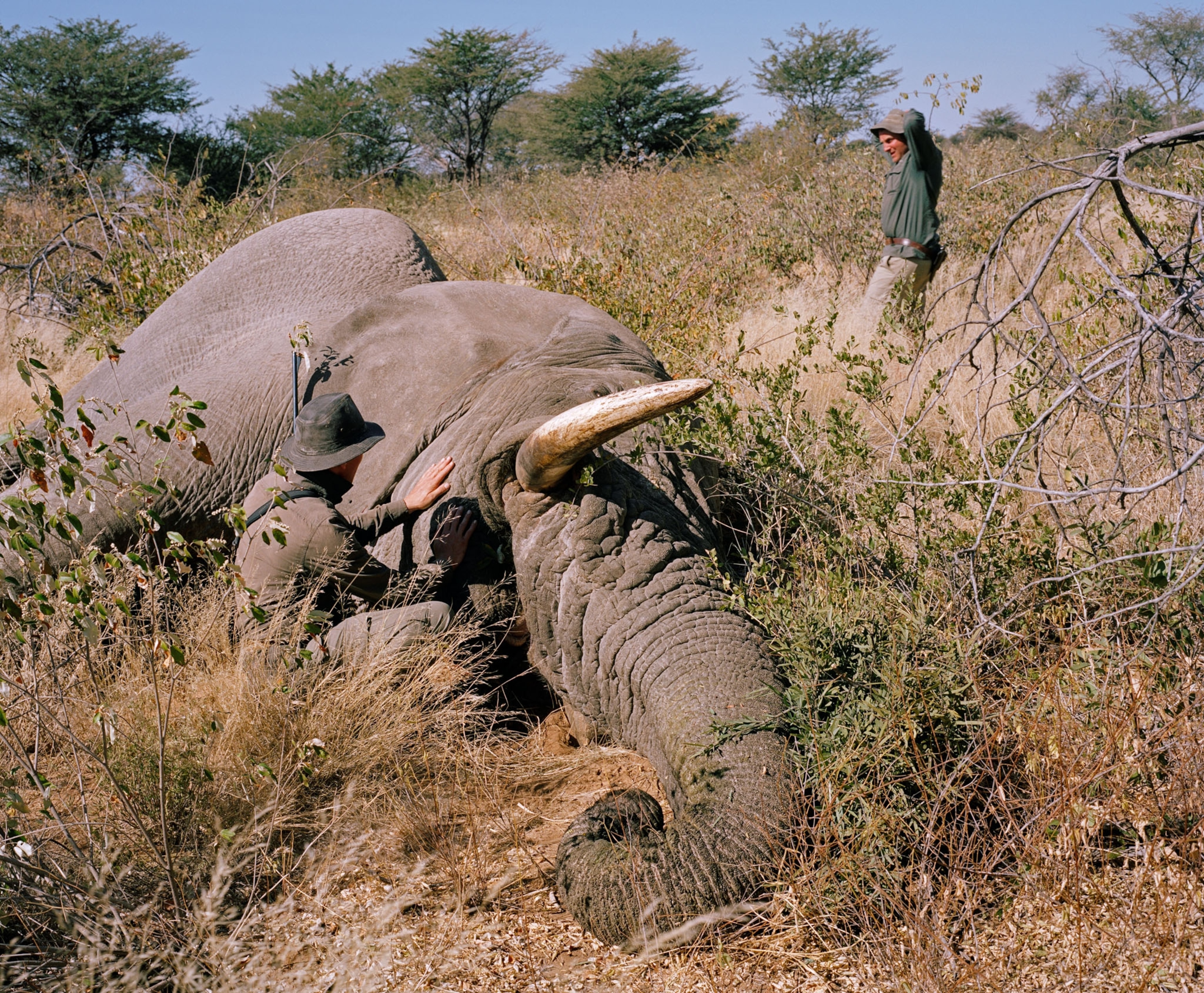 people in the bush checking on a dead elephant