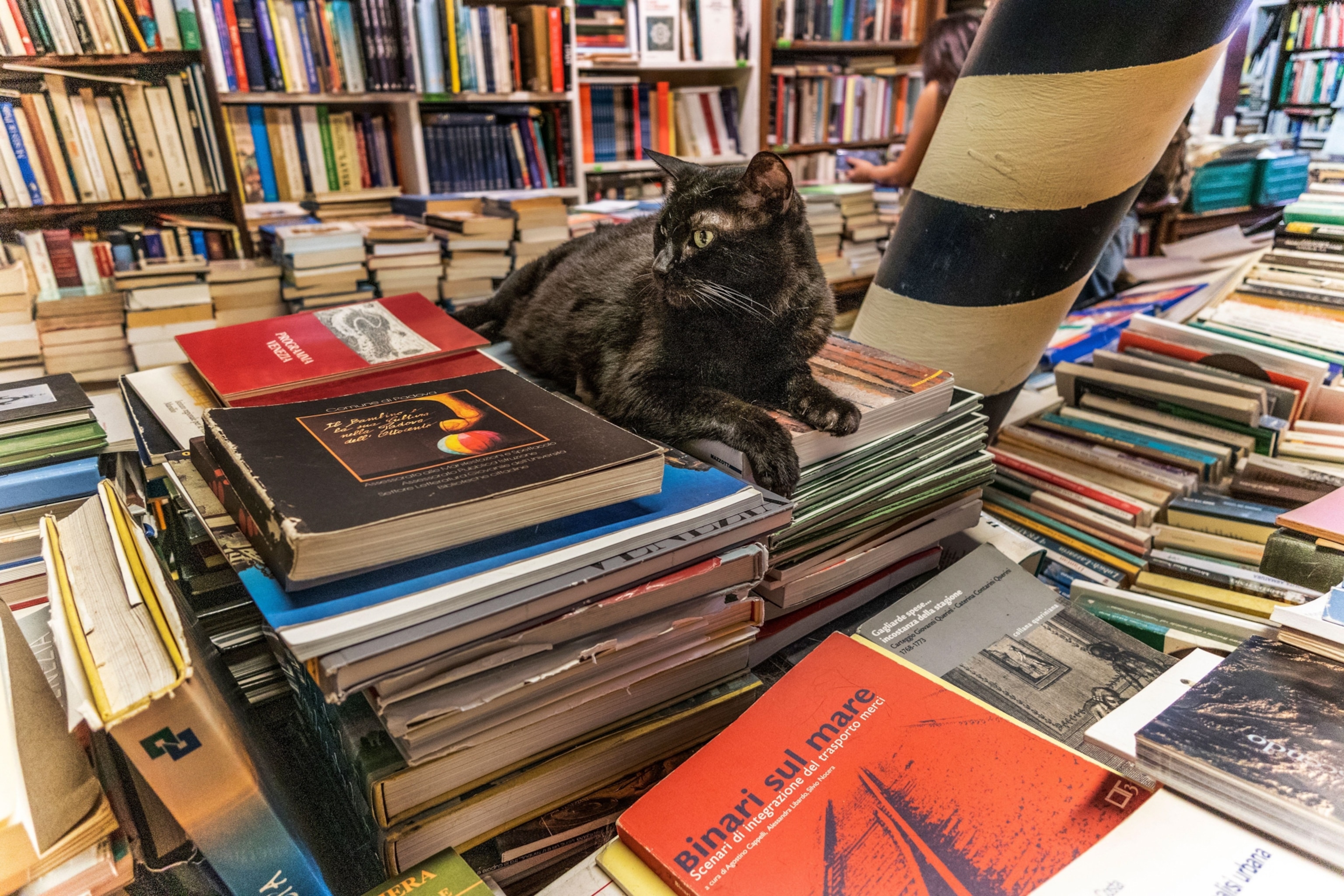 A black cat resting atop a stack of books inside a bookstore.