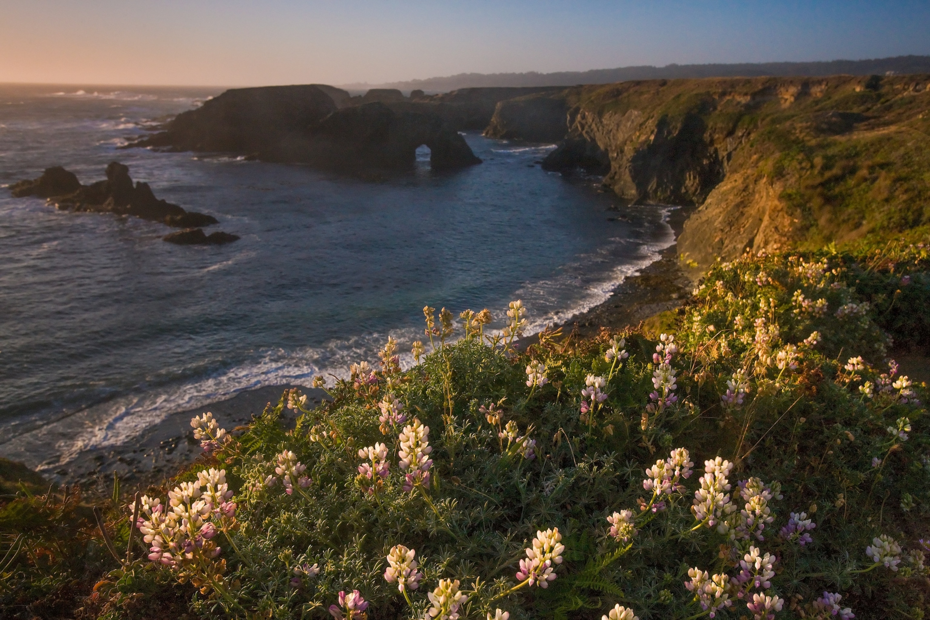 Flowers along the waterfront cliff shine in the setting sun