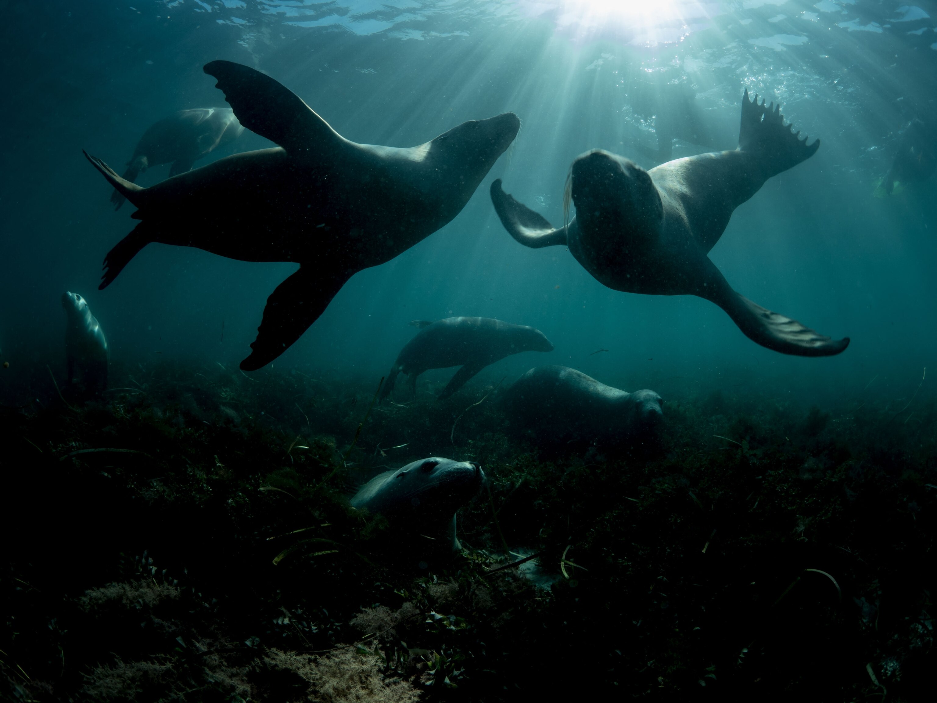 sea lions