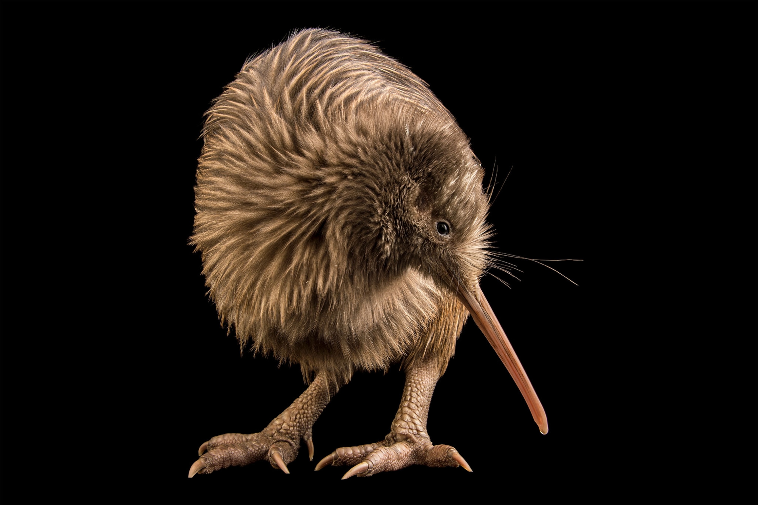 an endangered rowi kiwi in New Zealand