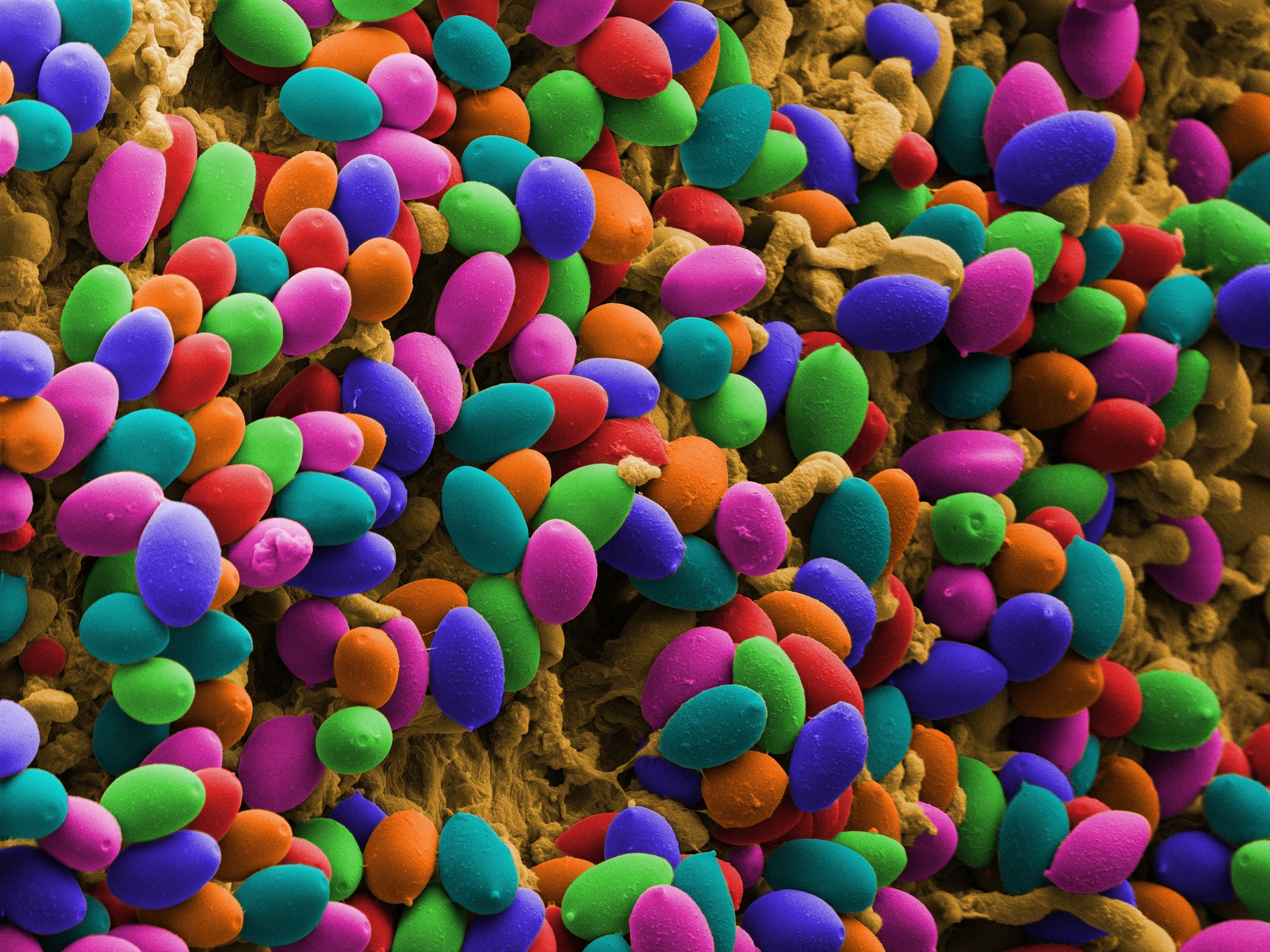A colour-enhanced scanning electron microscope (SEM) image of Magic mushrooms