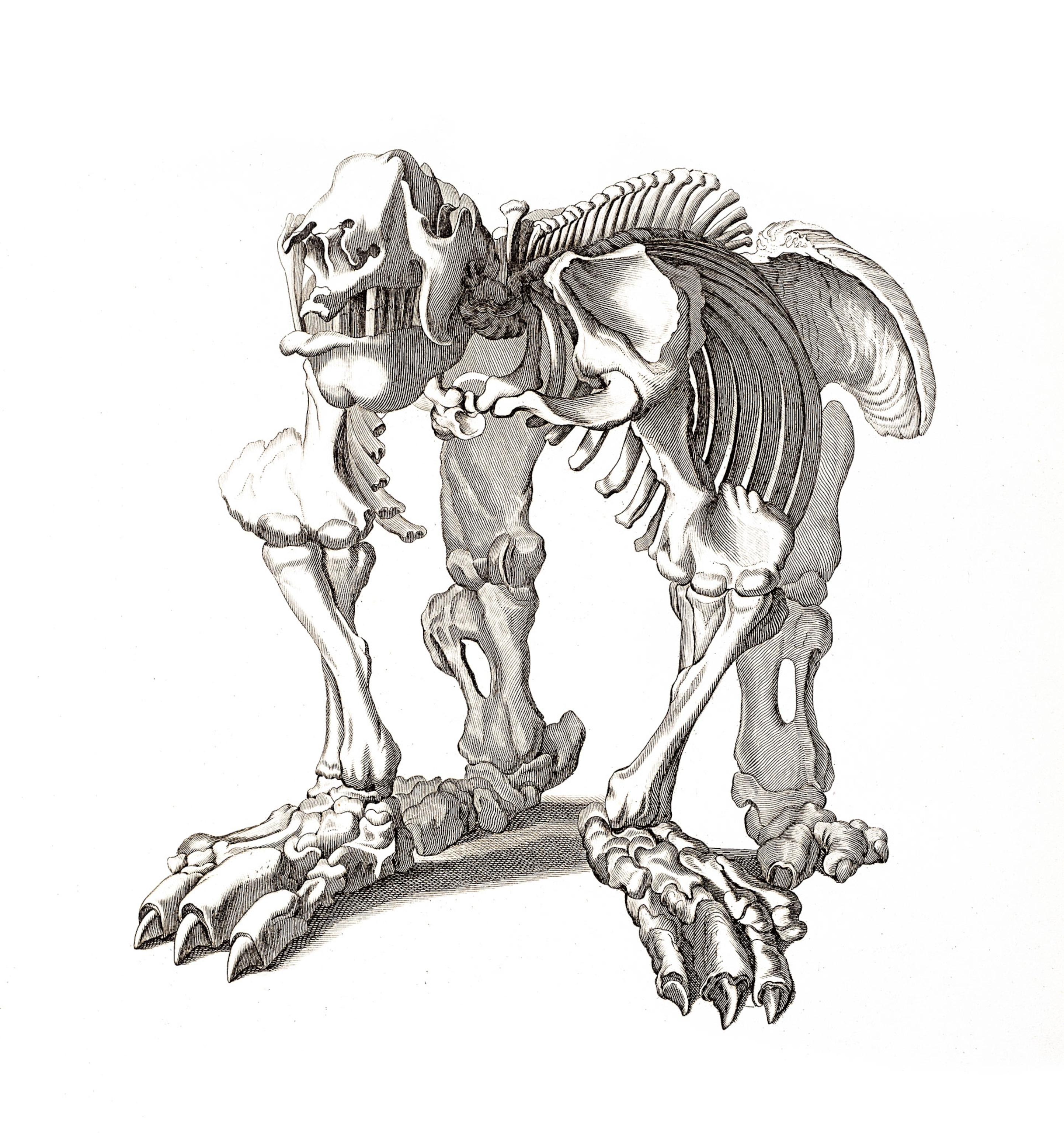 a large animal skeleton
