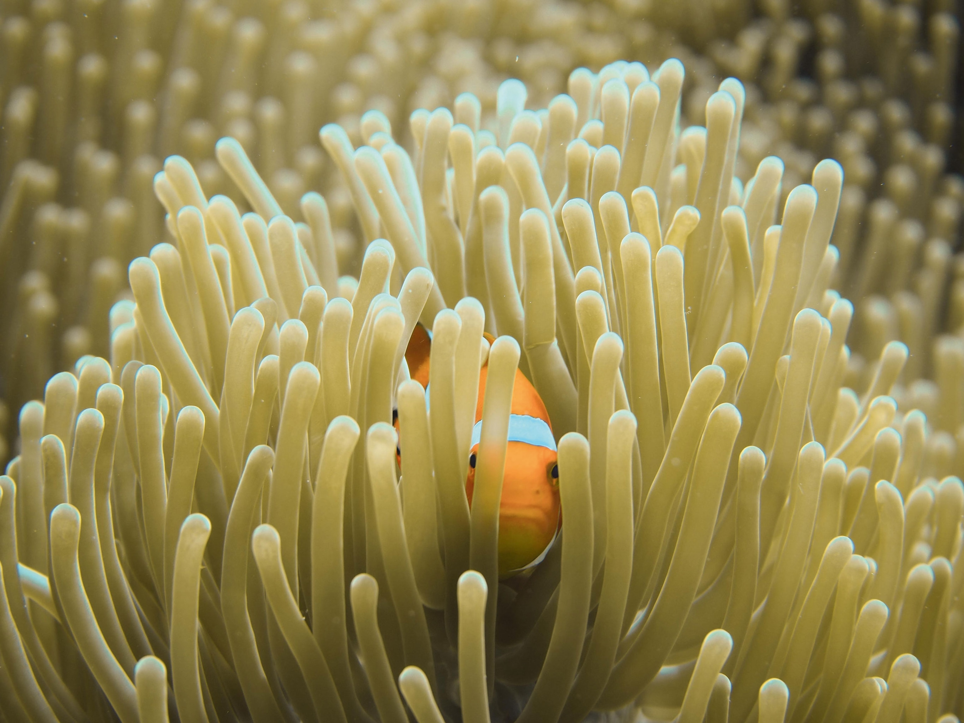 Clownfish swimming in coral