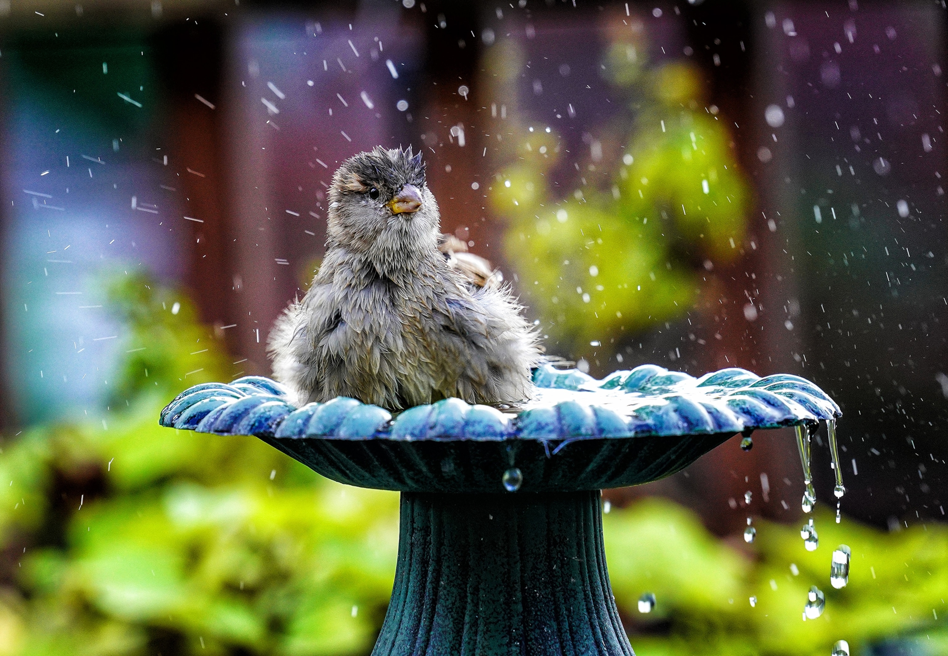 A fluffy bird sits in a small blue bath