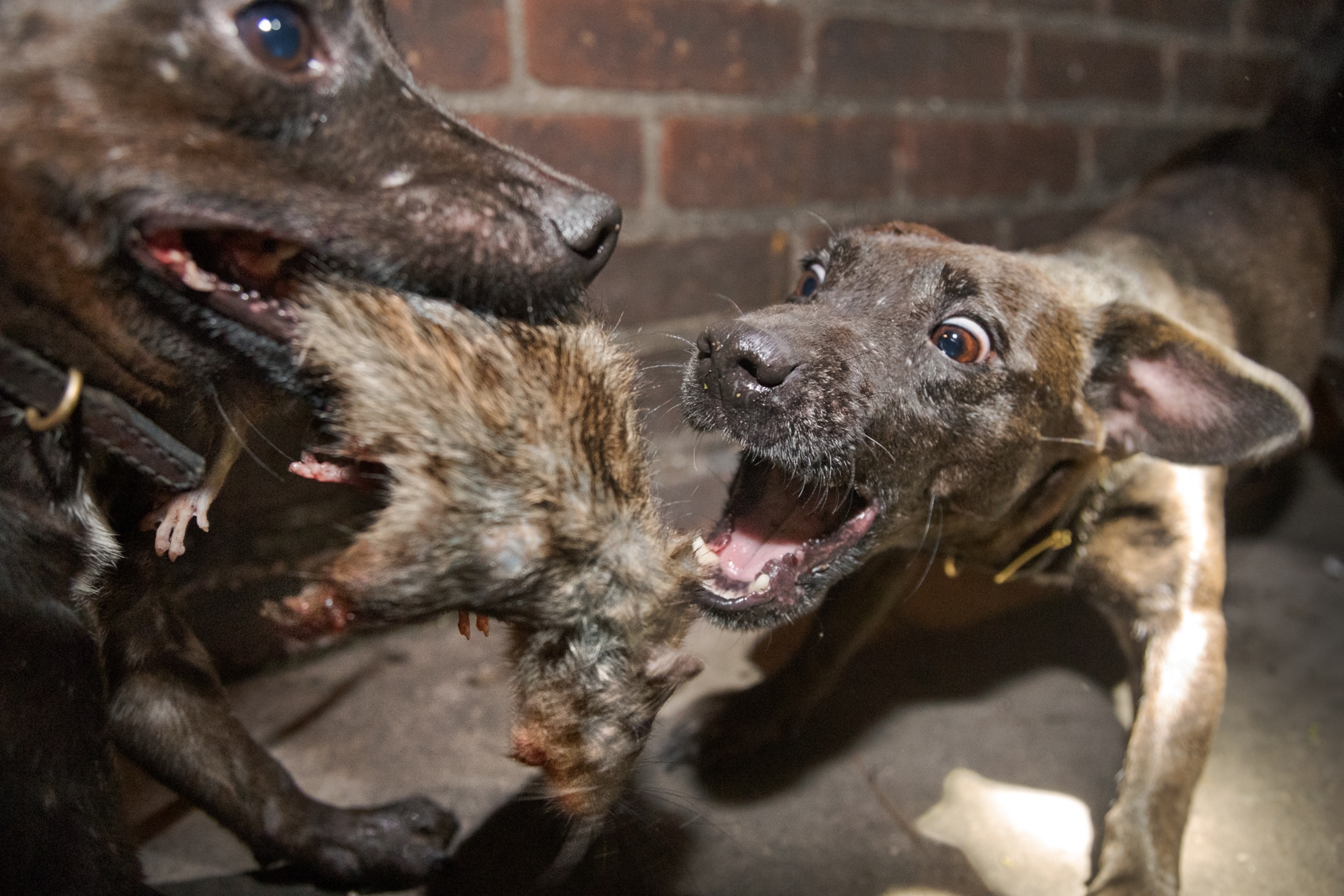 a close view of two dogs wrestling over a rat at night