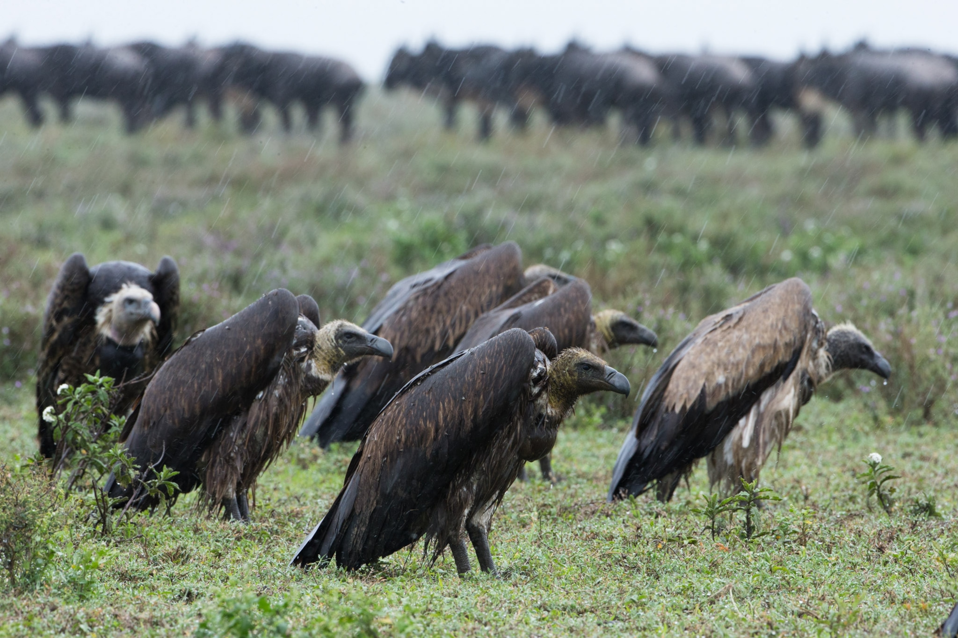 A group of vultures in the rain.
