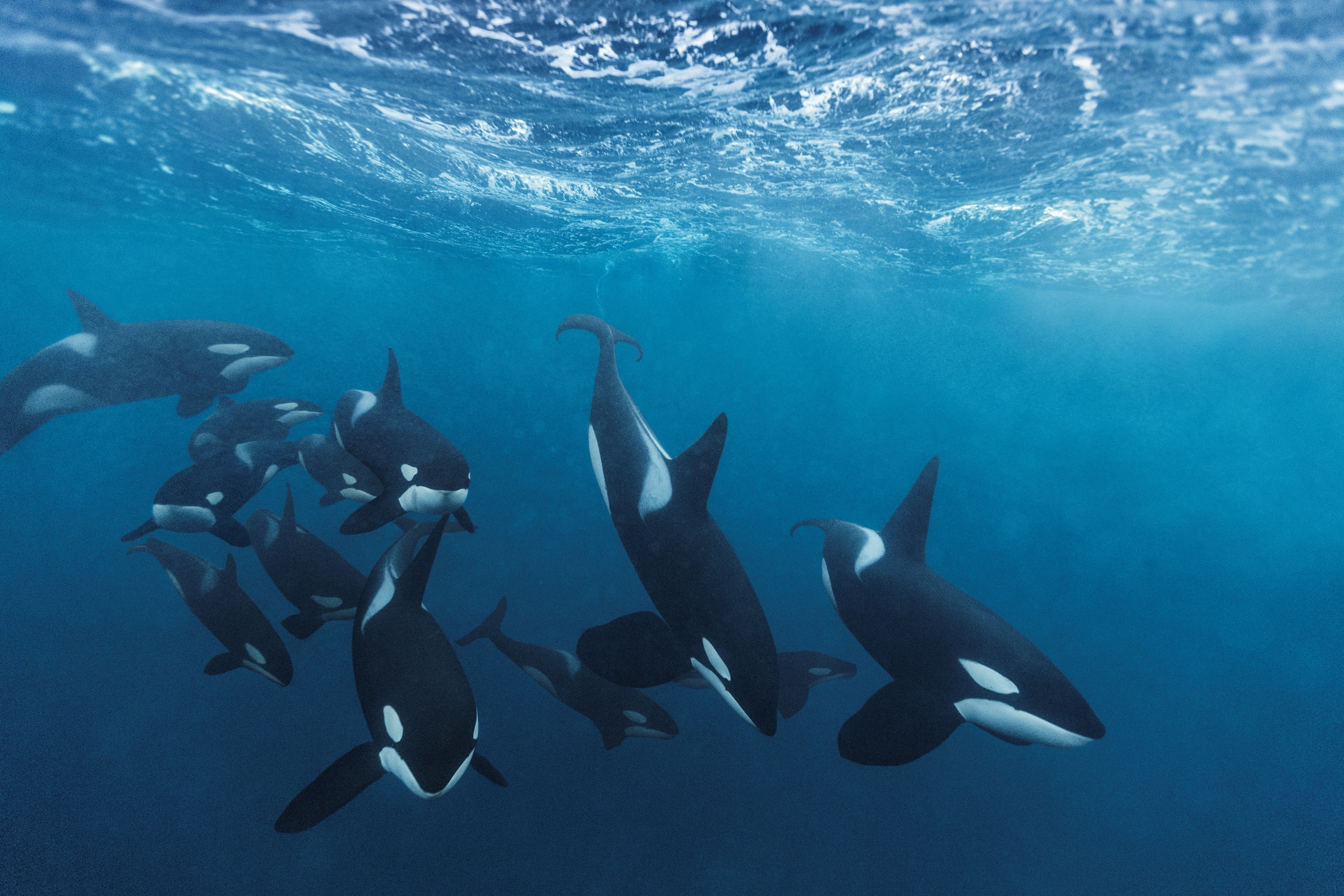 12 orcas swim together in a pod.