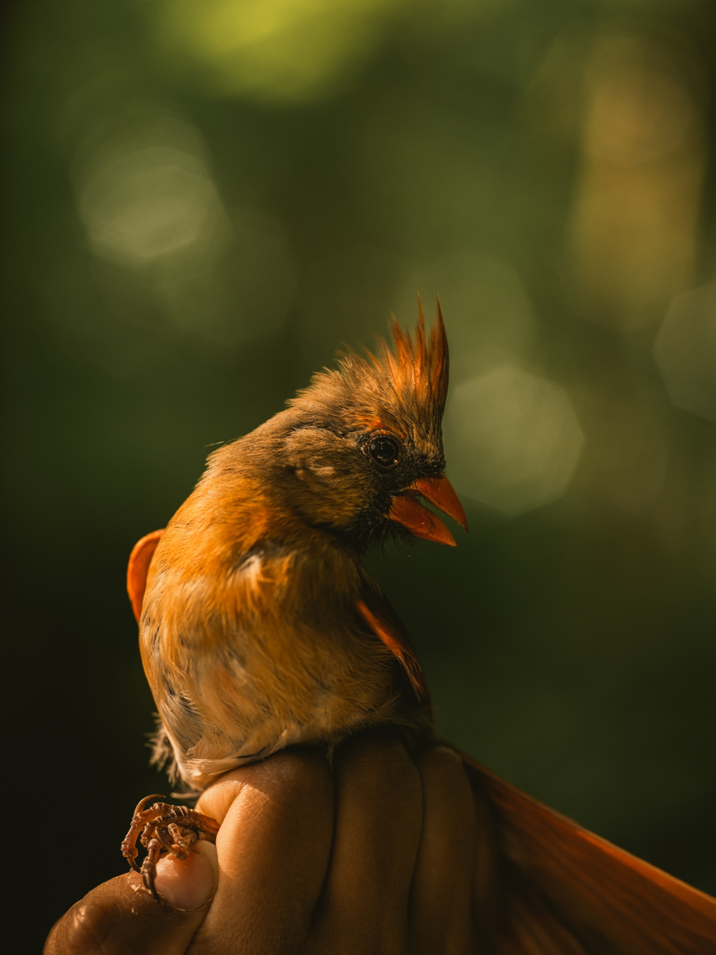 a female northern cardinal is held in a hand