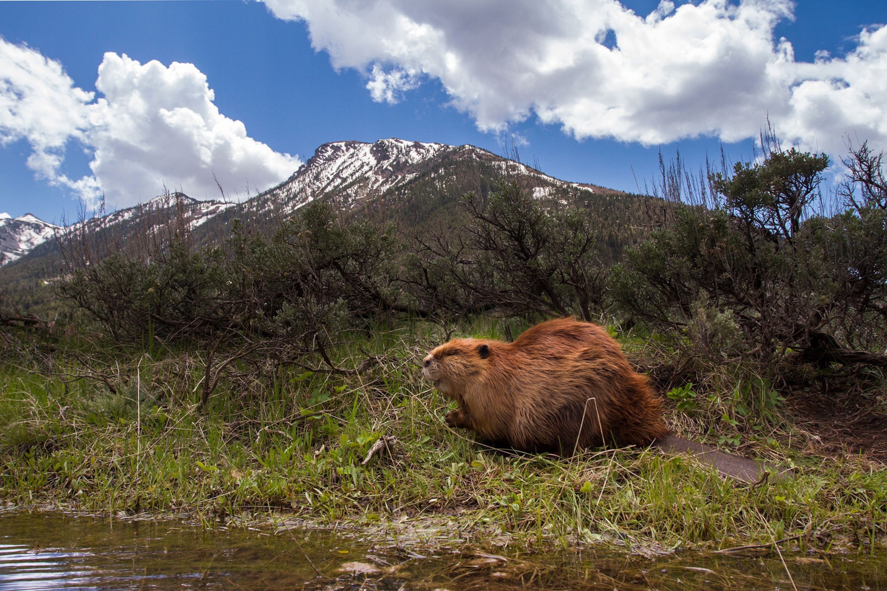 an American beaver