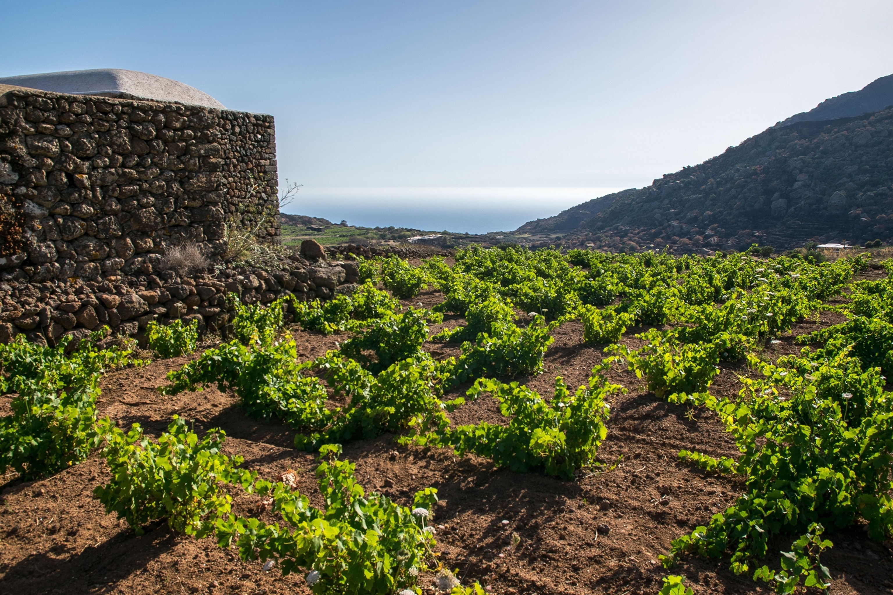 Vineyard with traditional dammuso, Pantelleria