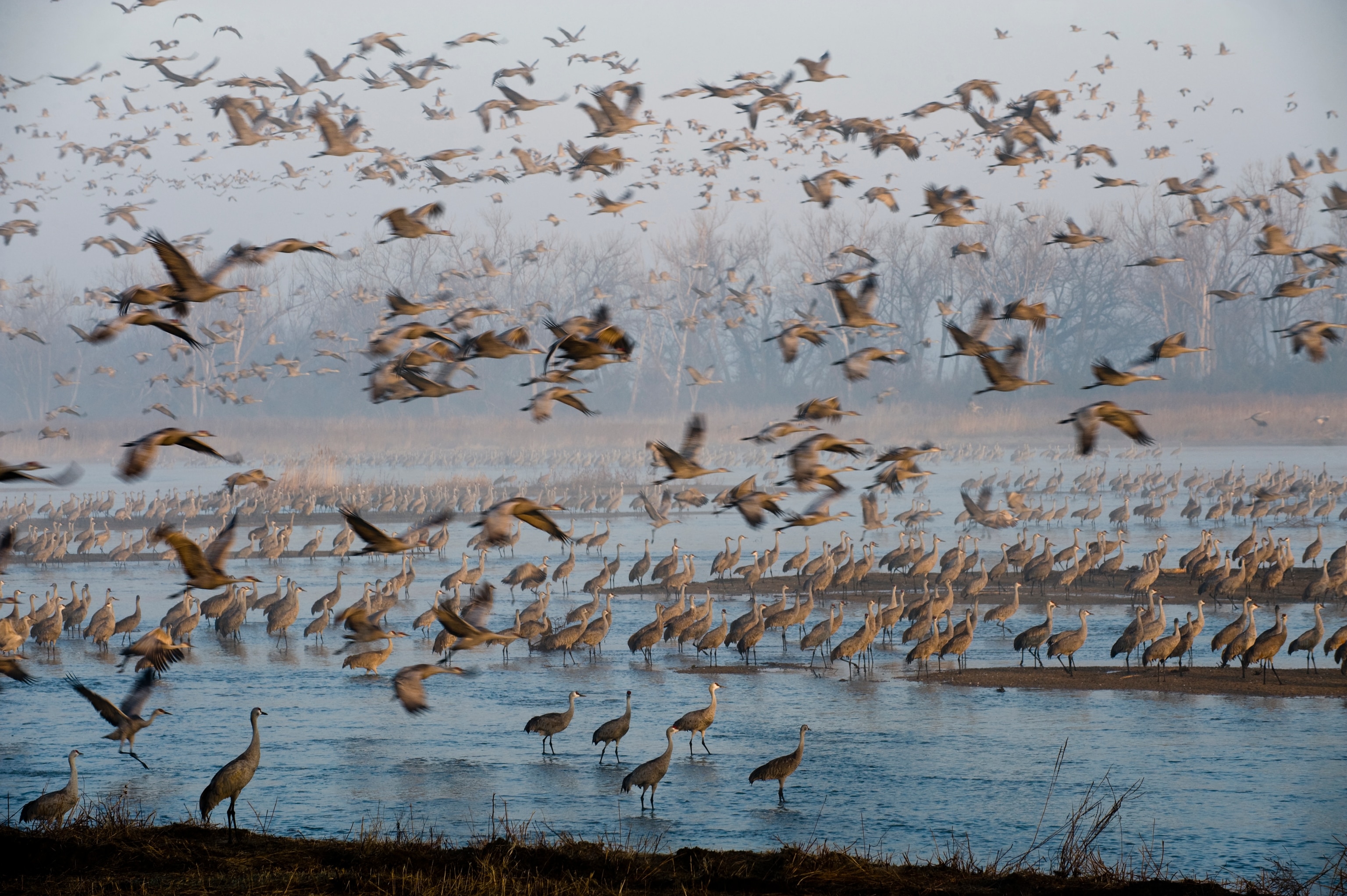 housands of sandhill cranes roosting on the Platte River in Nebraska
