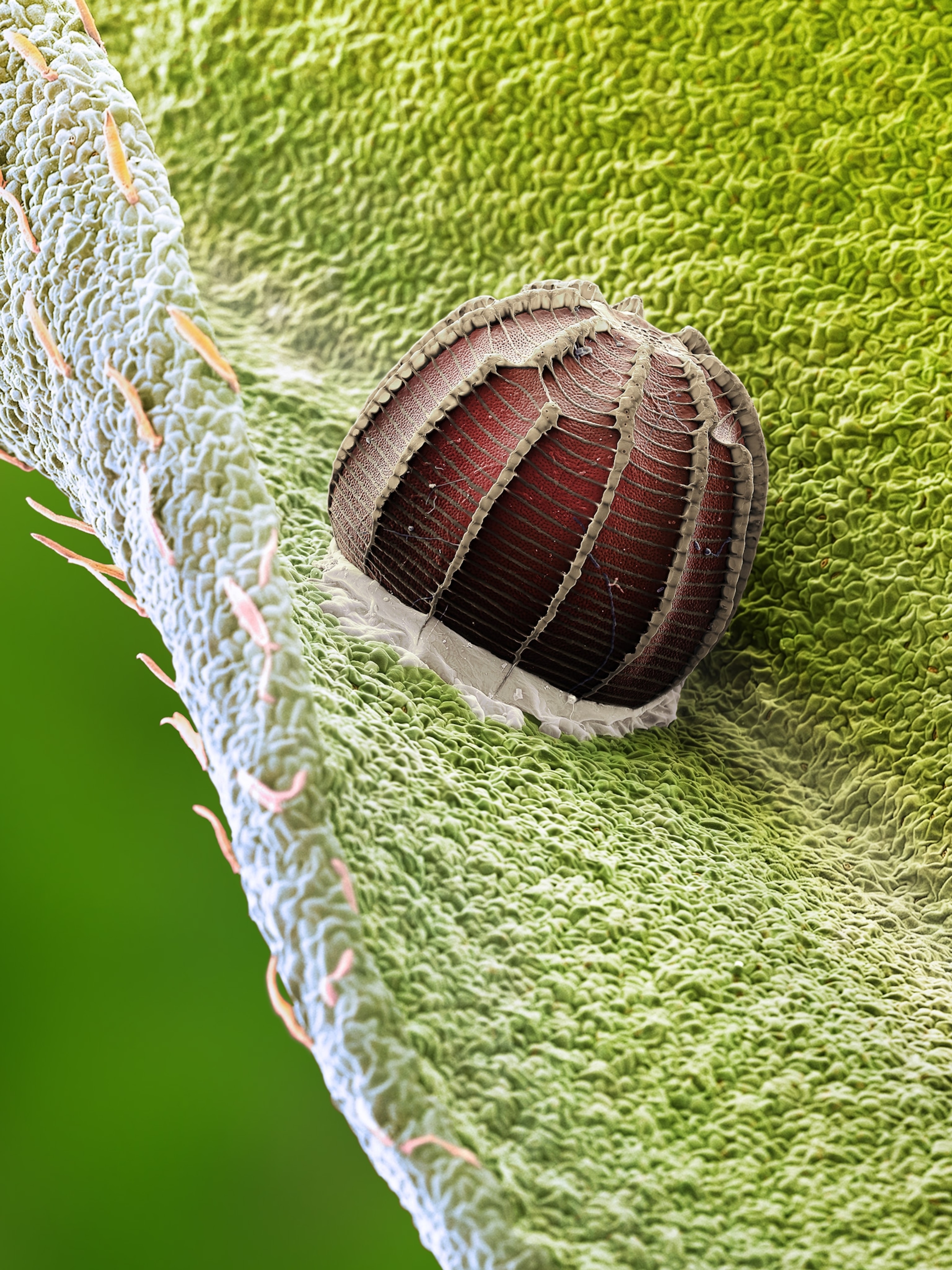 a dingy skipper egg