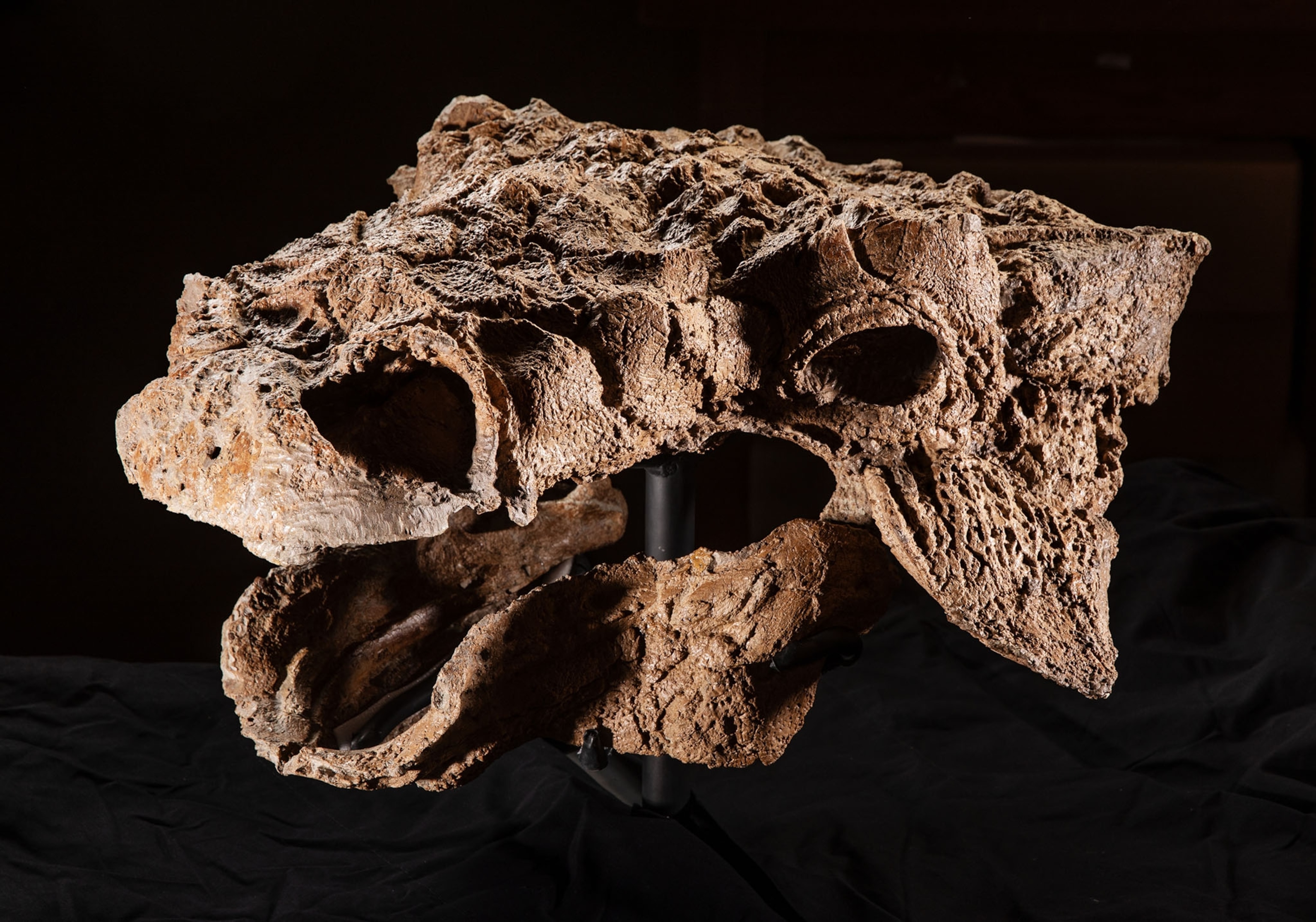 fossil