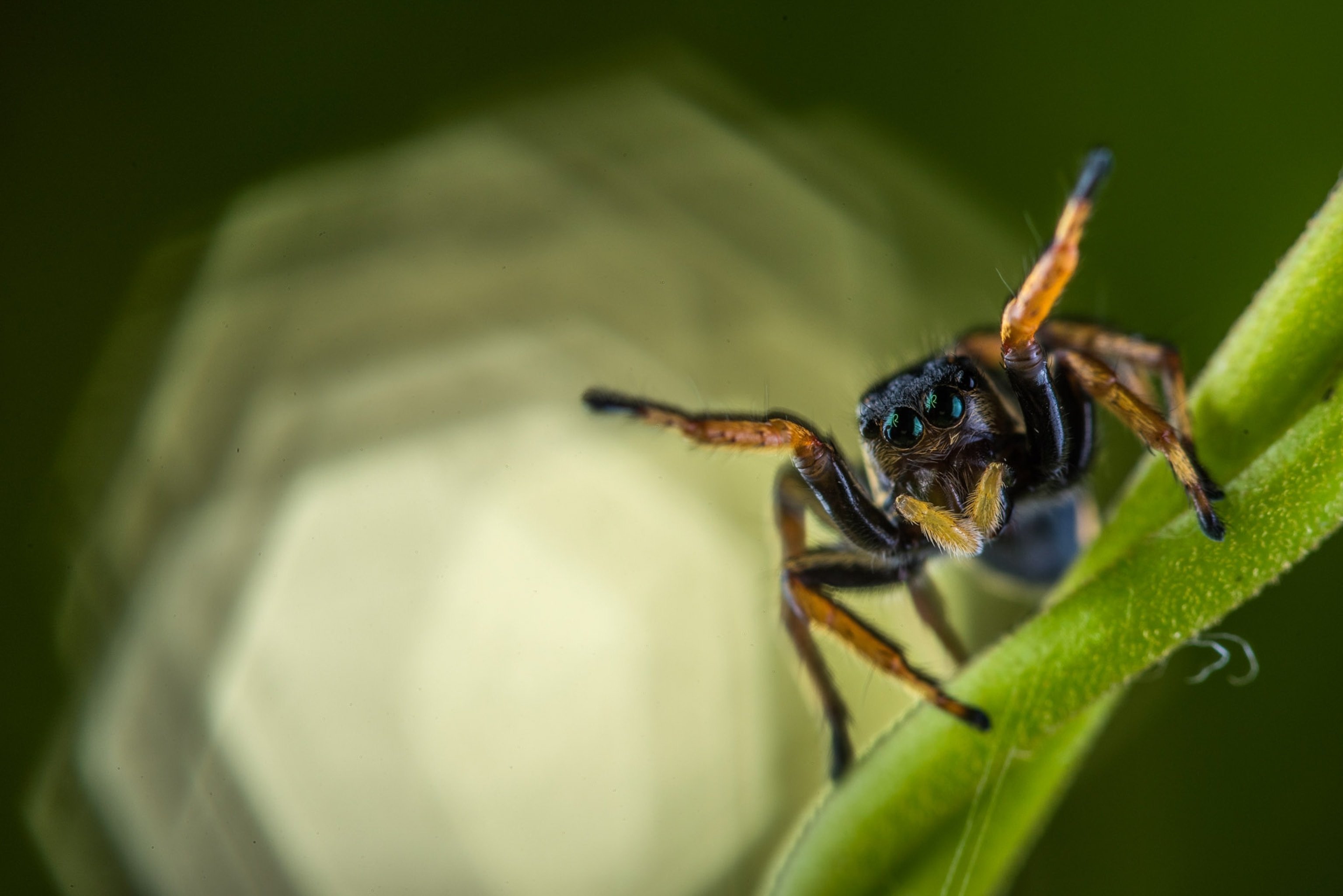 A spider raises its legs.