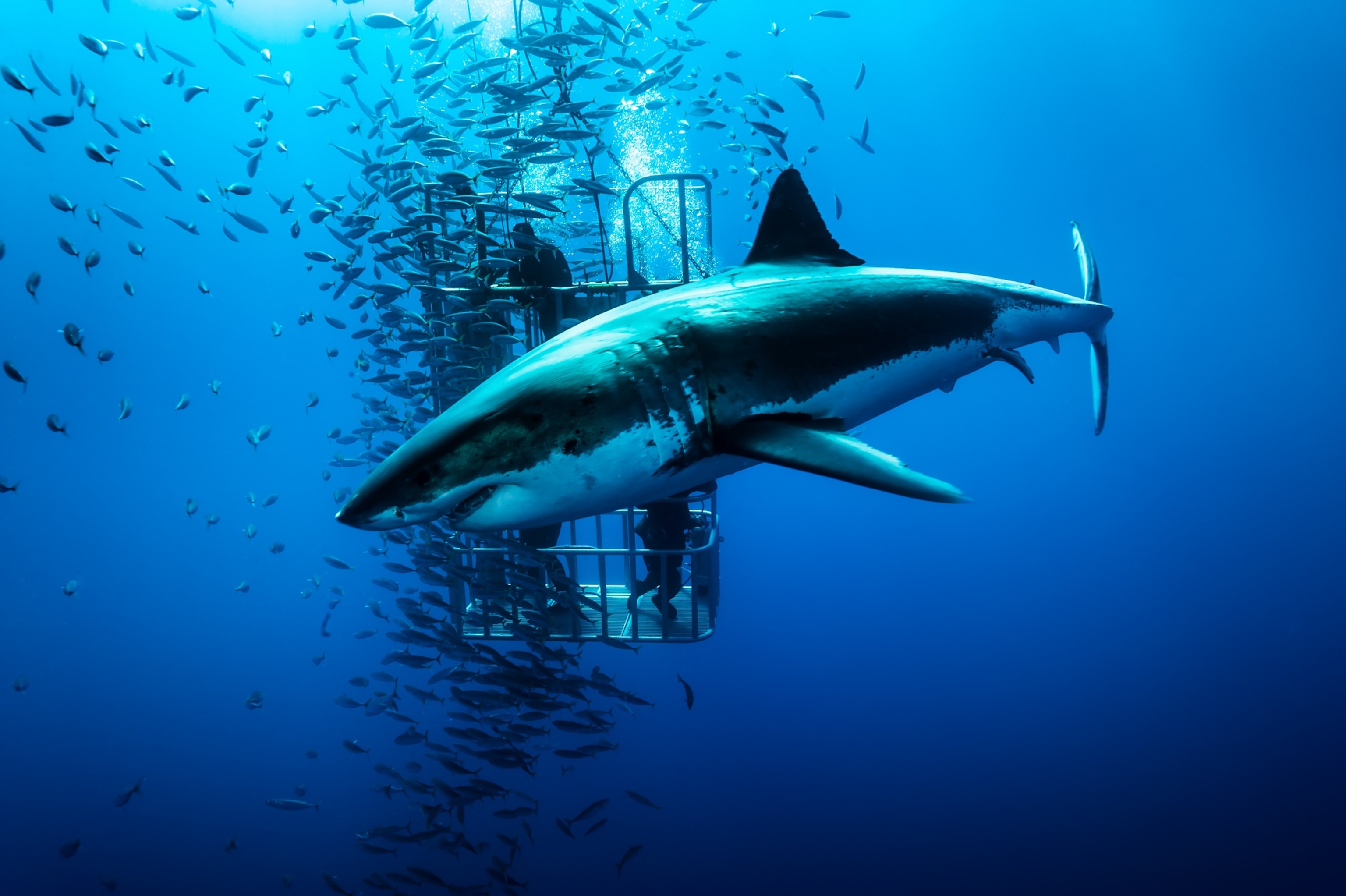 Great white shark