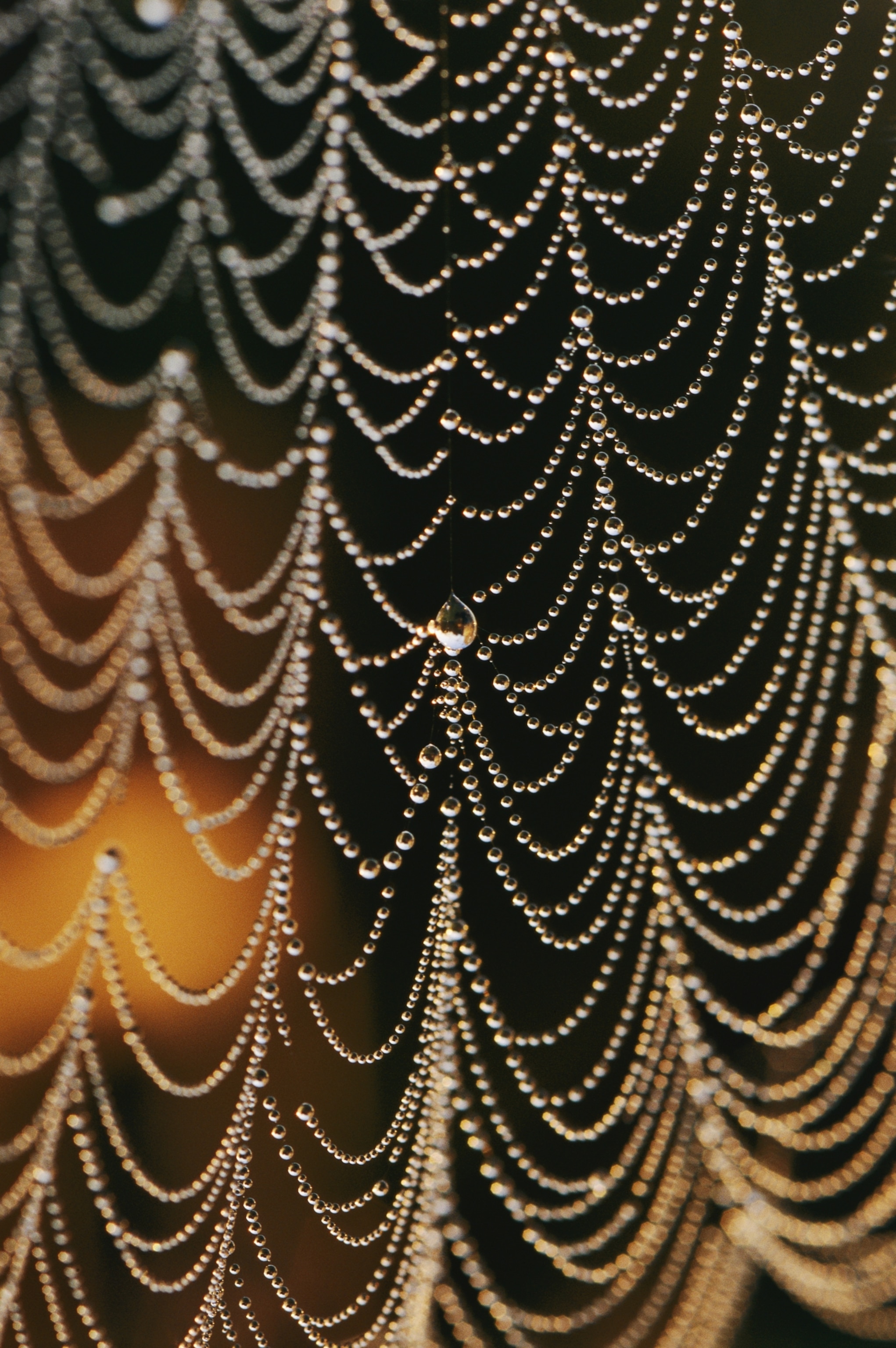 an orb web glistening with water droplets