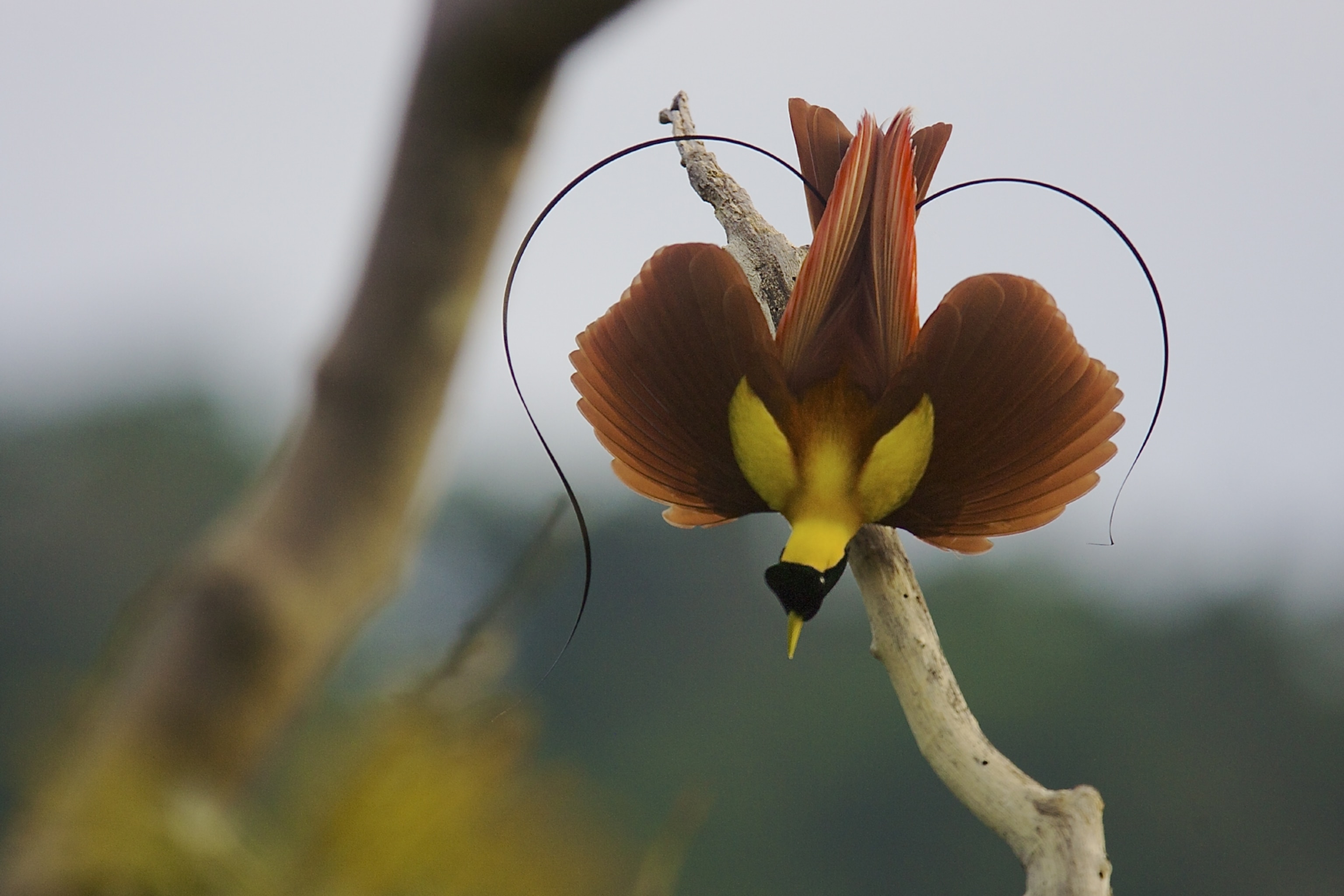 a red bird of paradise adult male performing a practice display in Batanta Island, Papua, Indonesia.