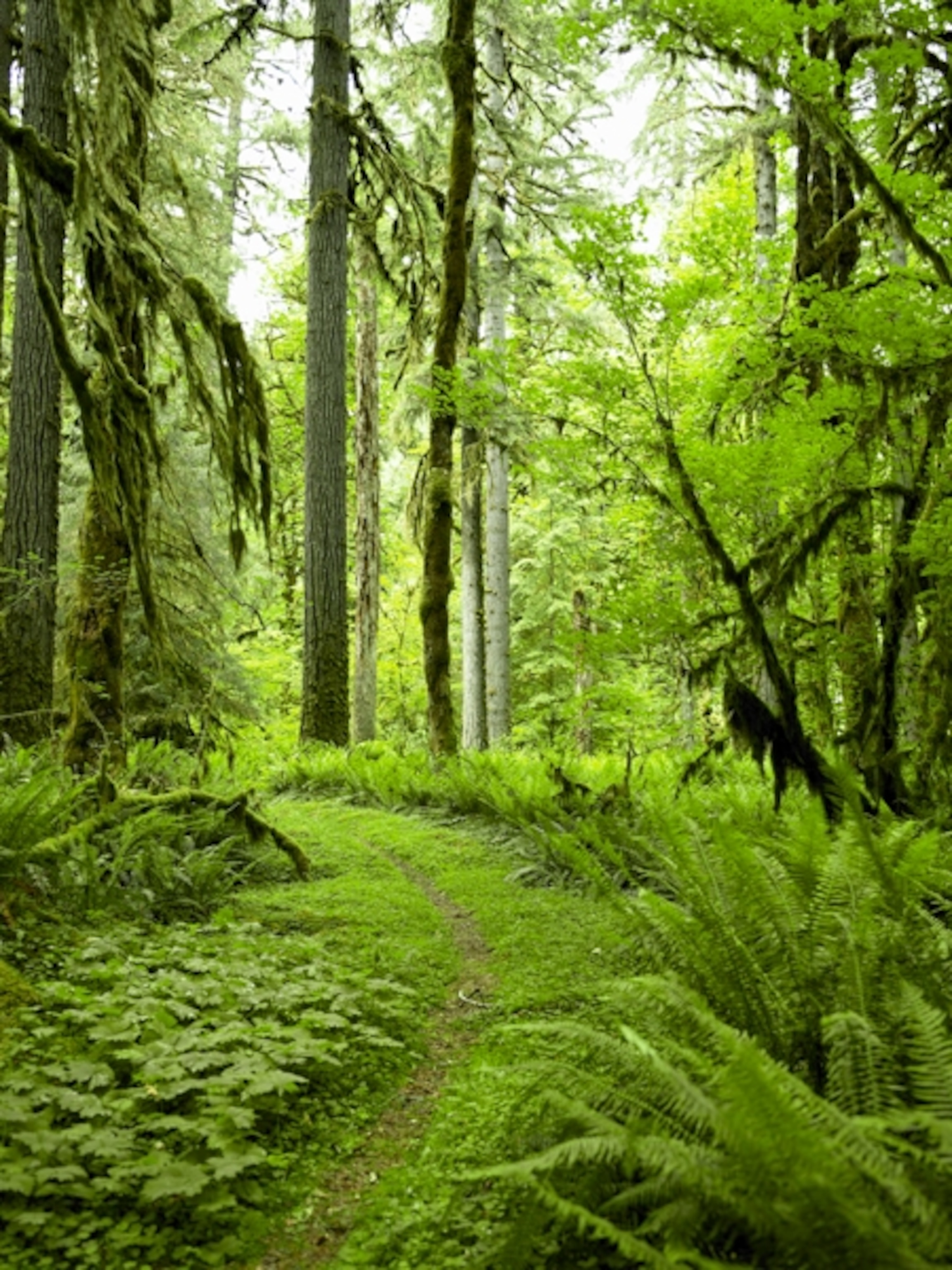 Quinault Rainforest footpath Olympic National Park, Washington