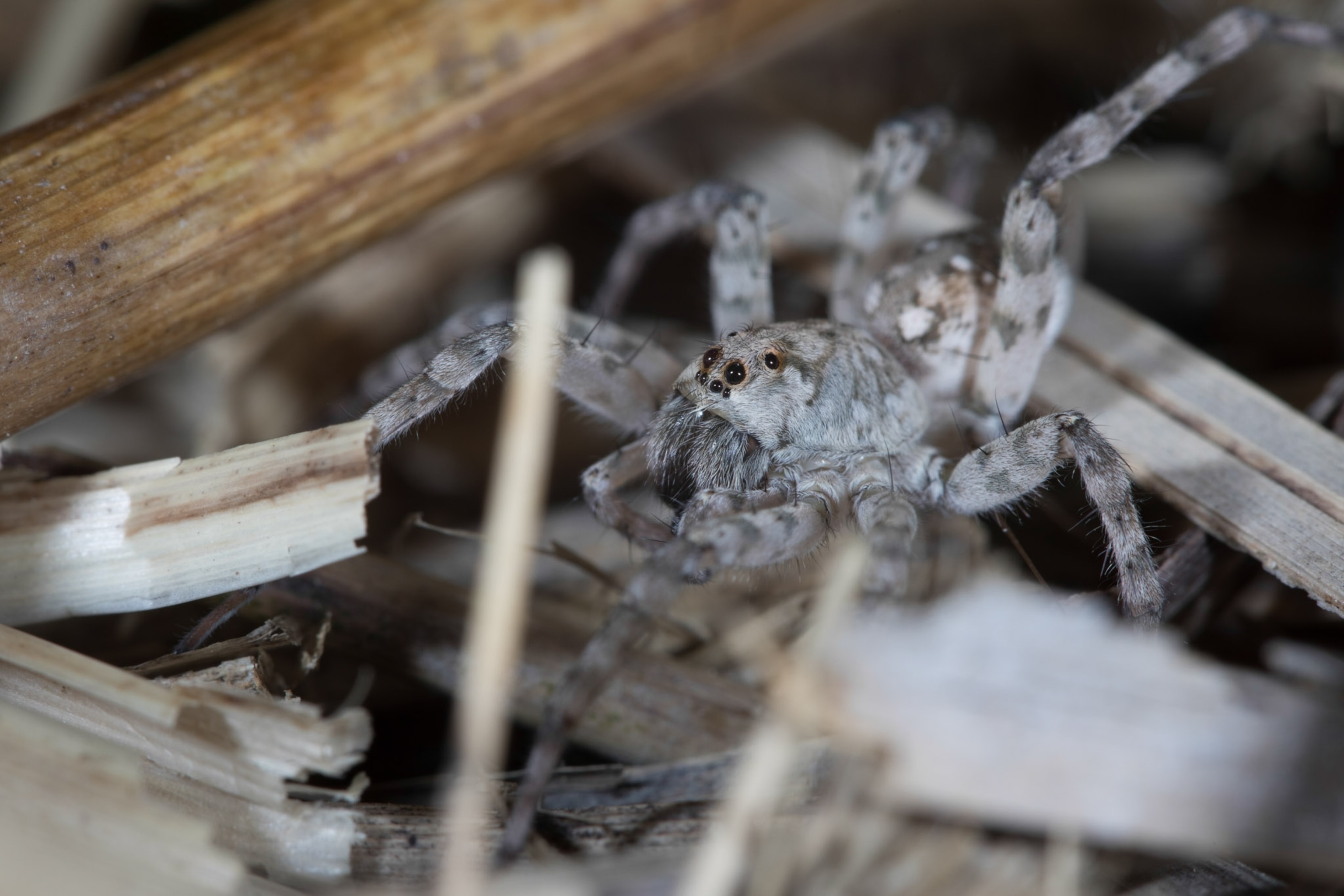 A spider amongst brush.