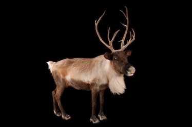 a caribou