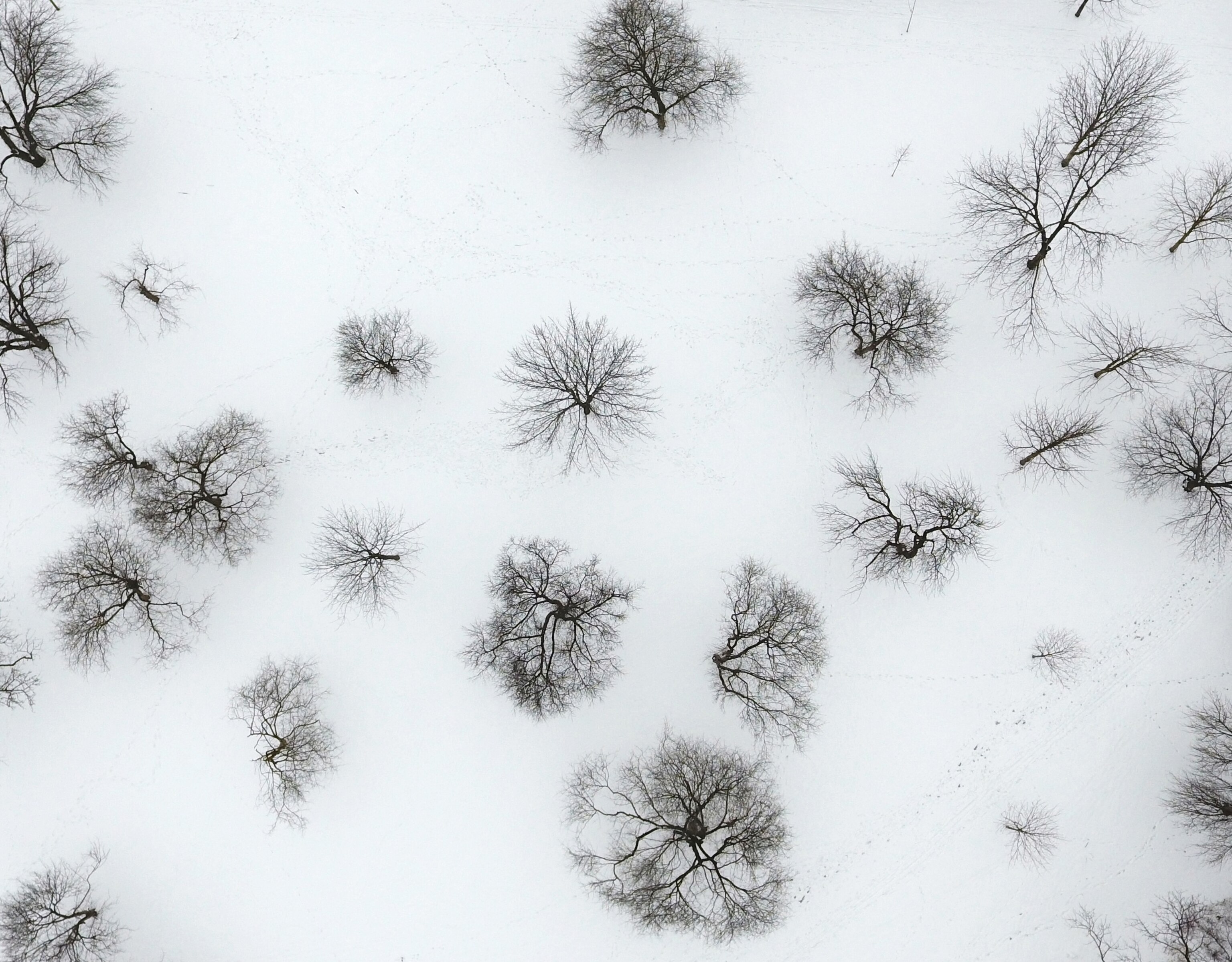 trees in Richmond Hill, Ontario