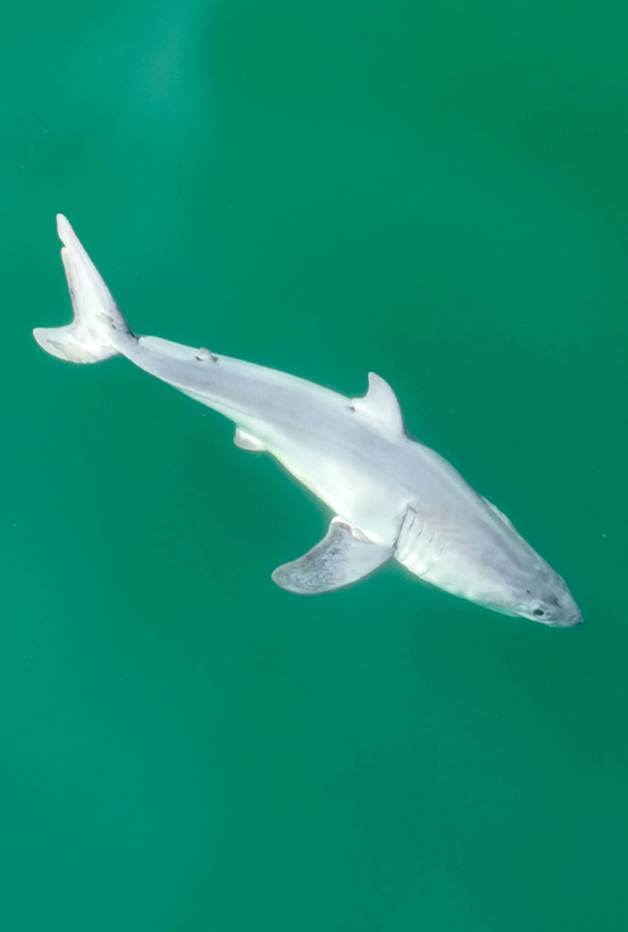 A small, full length, newborn great white shark, swimming in a sea green waters.