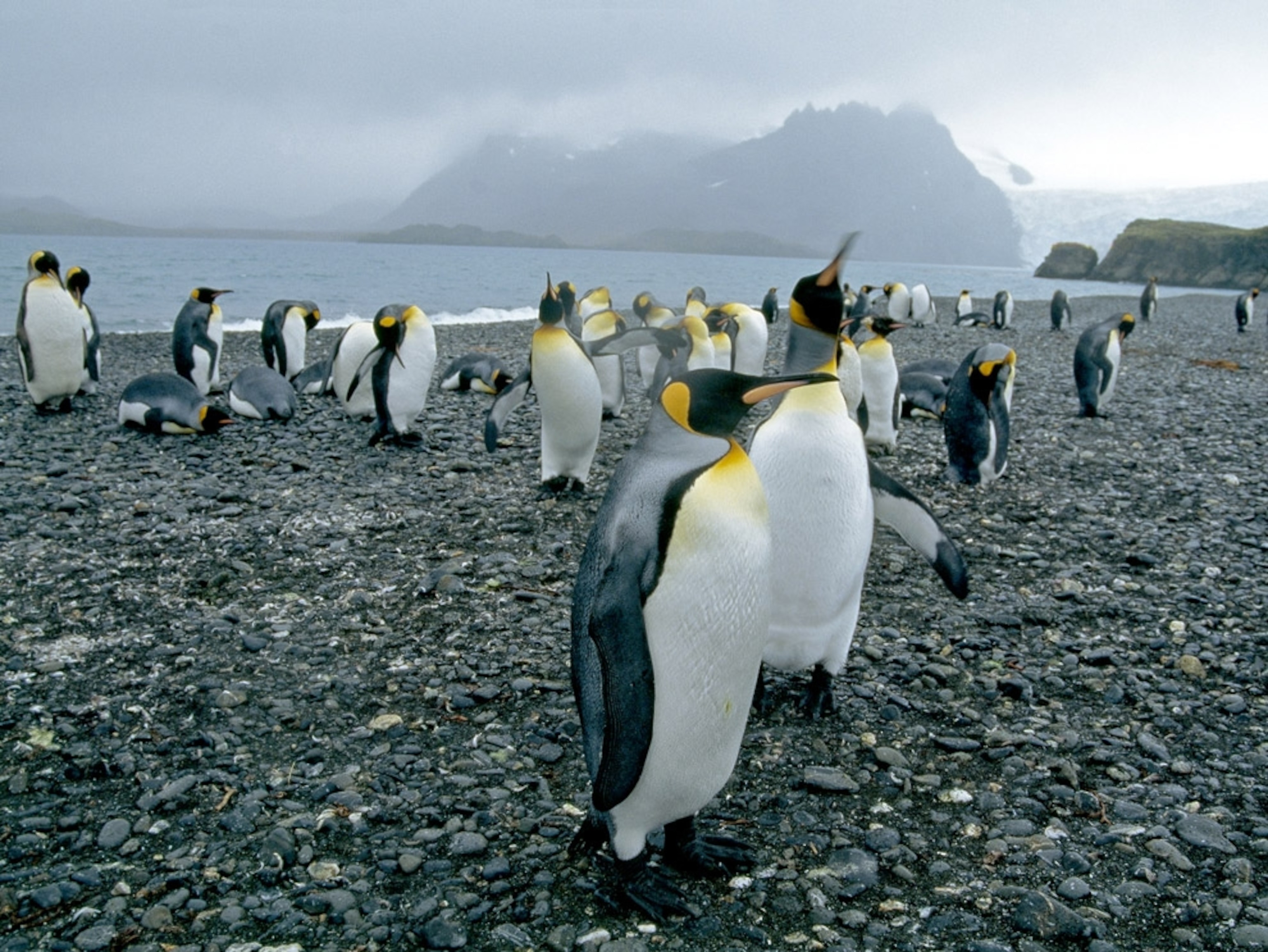 King penguins