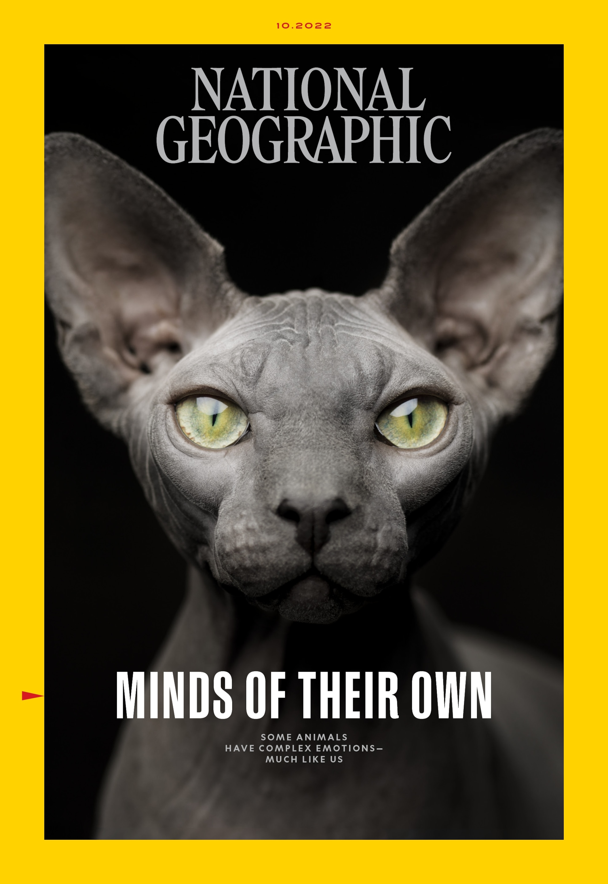 A dark grey Canadian sphynx cat looks directly at the camera with green eyes and his ears turned to point forward. The image is surrounded by a yellow border and overlaid with the headline, "Minds of their own: Some animals have complex emotions— much like us"