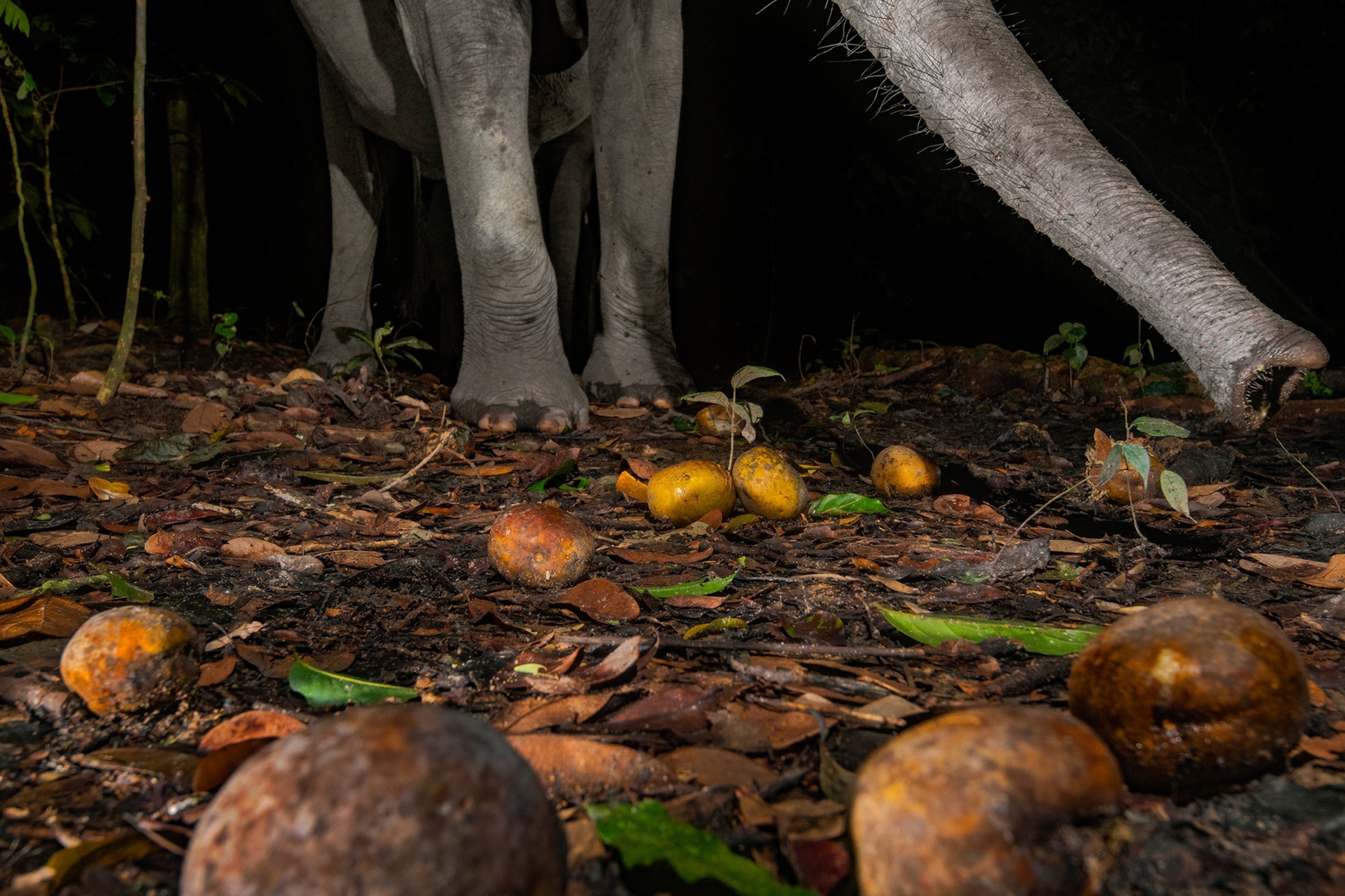 An elephants trunk reaches for fruit on the forest floor.