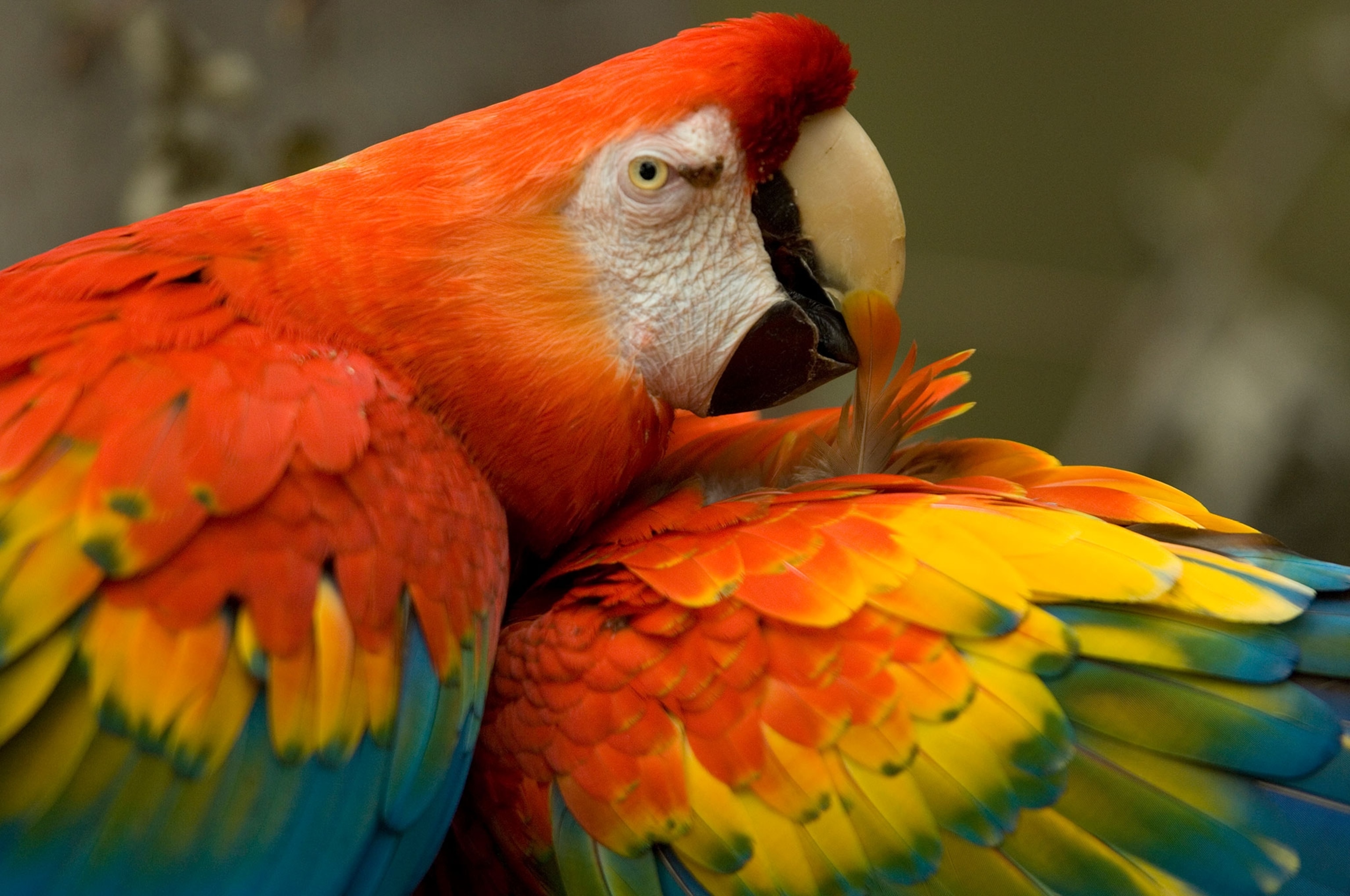 scarlet macaws (Ara macao) from the Omaha Zoo.