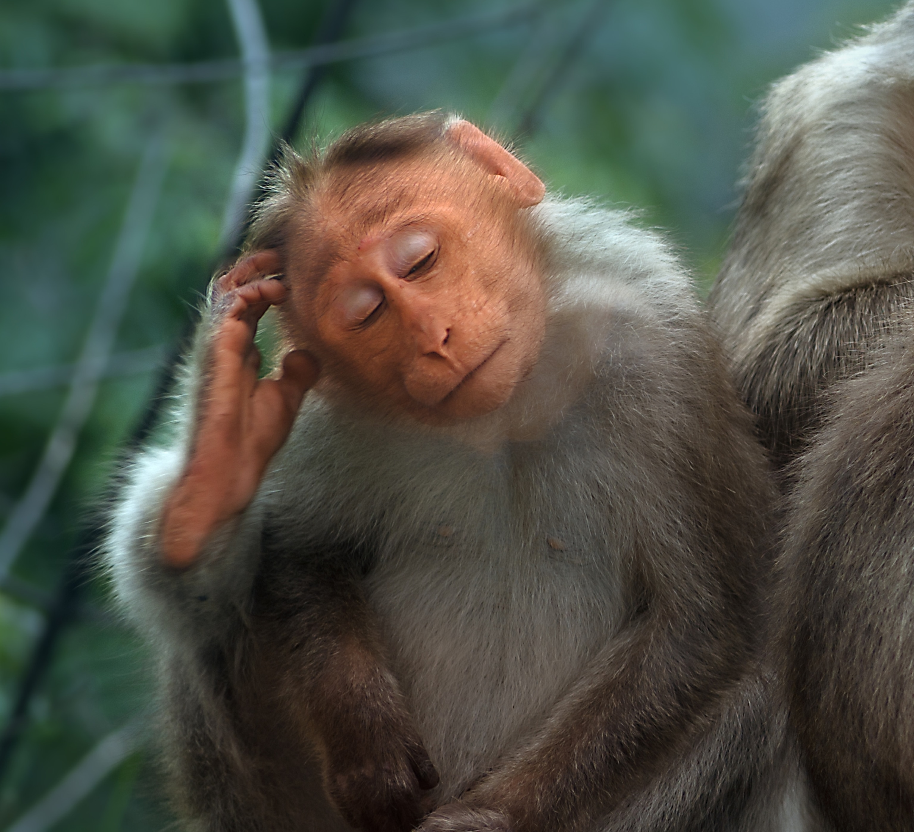 animals scratching
