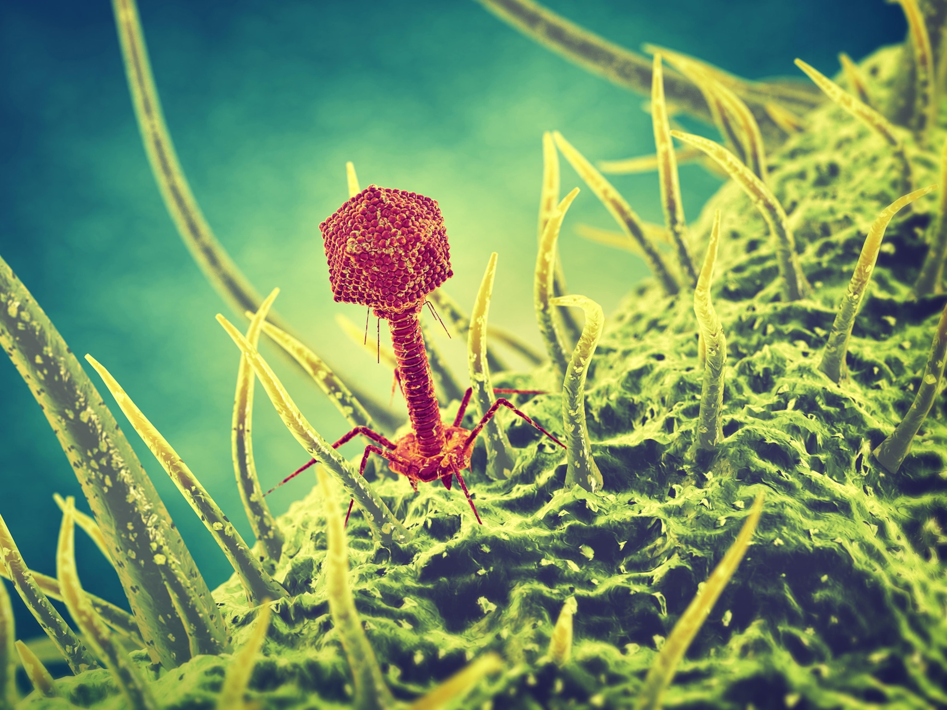 bacteriophage viruses.