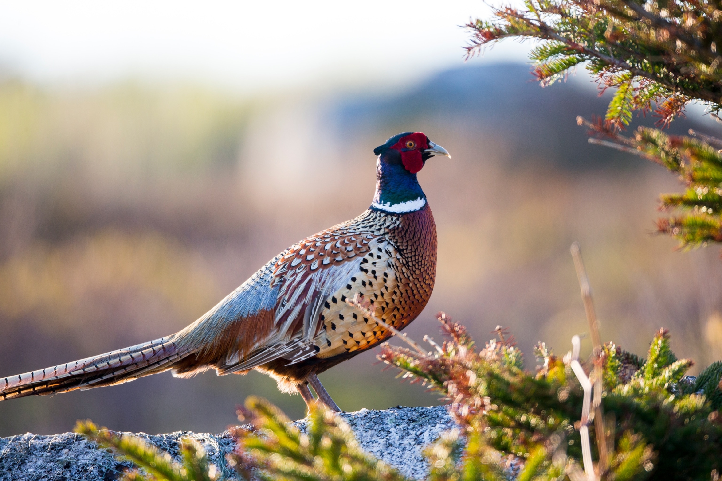 a ring-necked pheasant